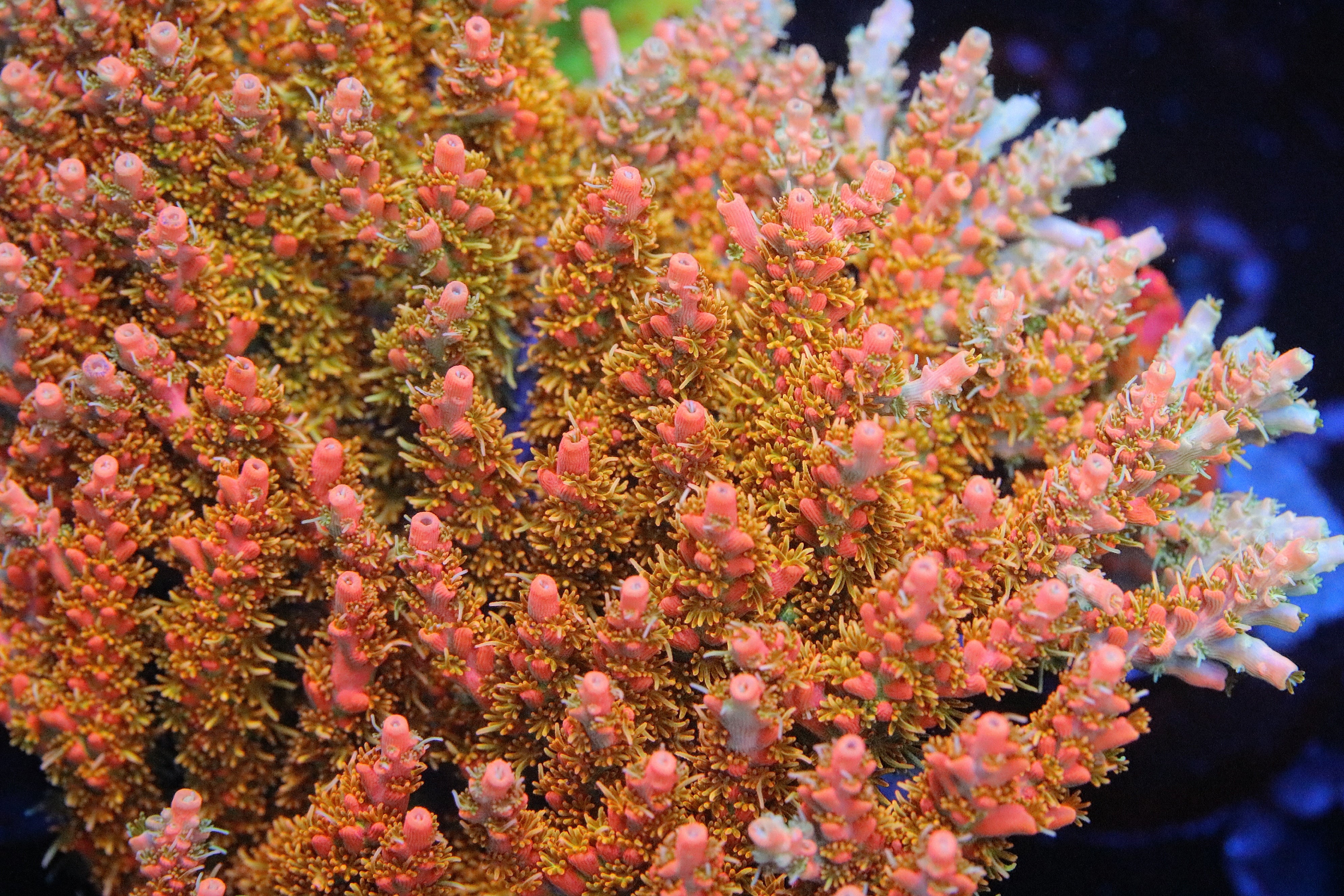 SPS (Cut to Order) – Pirates Reef Corals