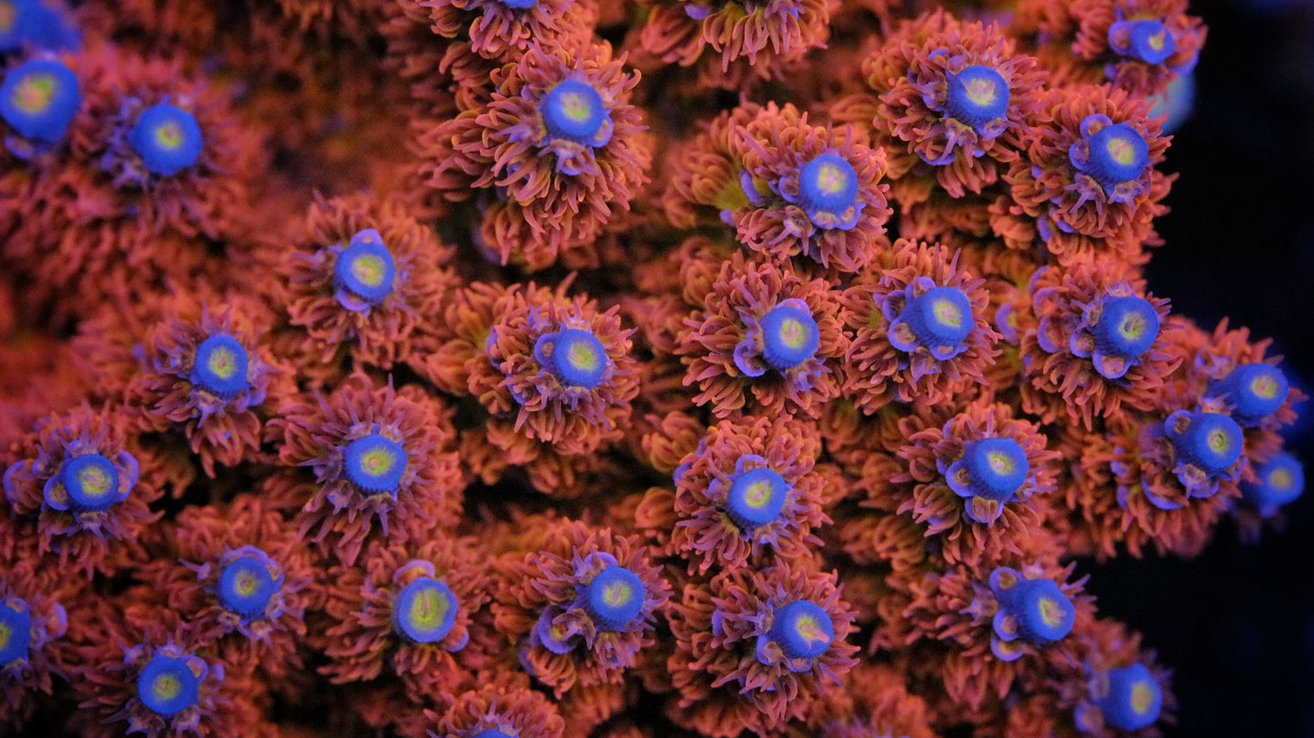 TGC Acrolandia Tenuis