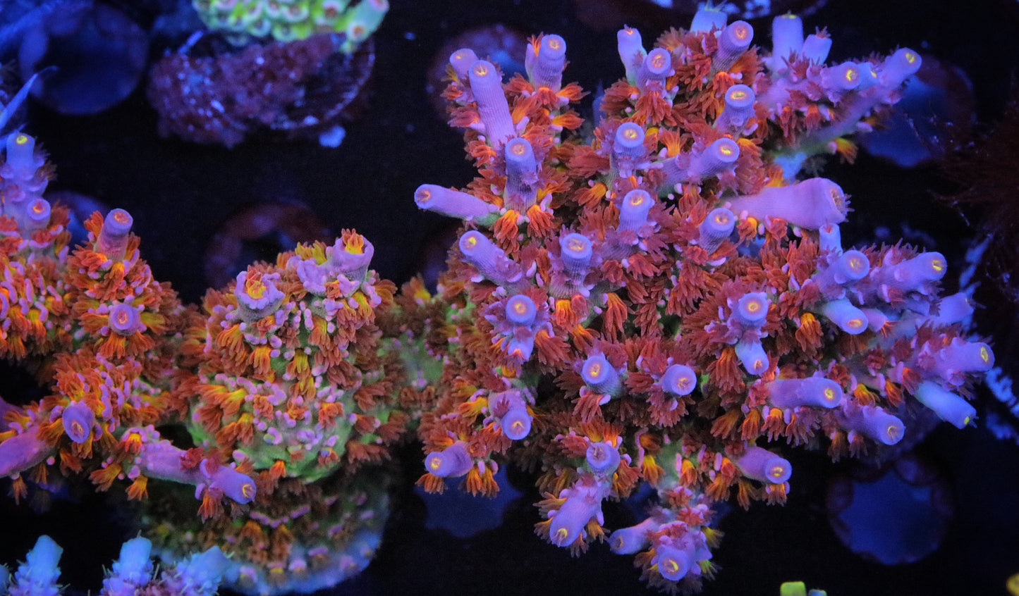 RRU Angry Birds Tenuis