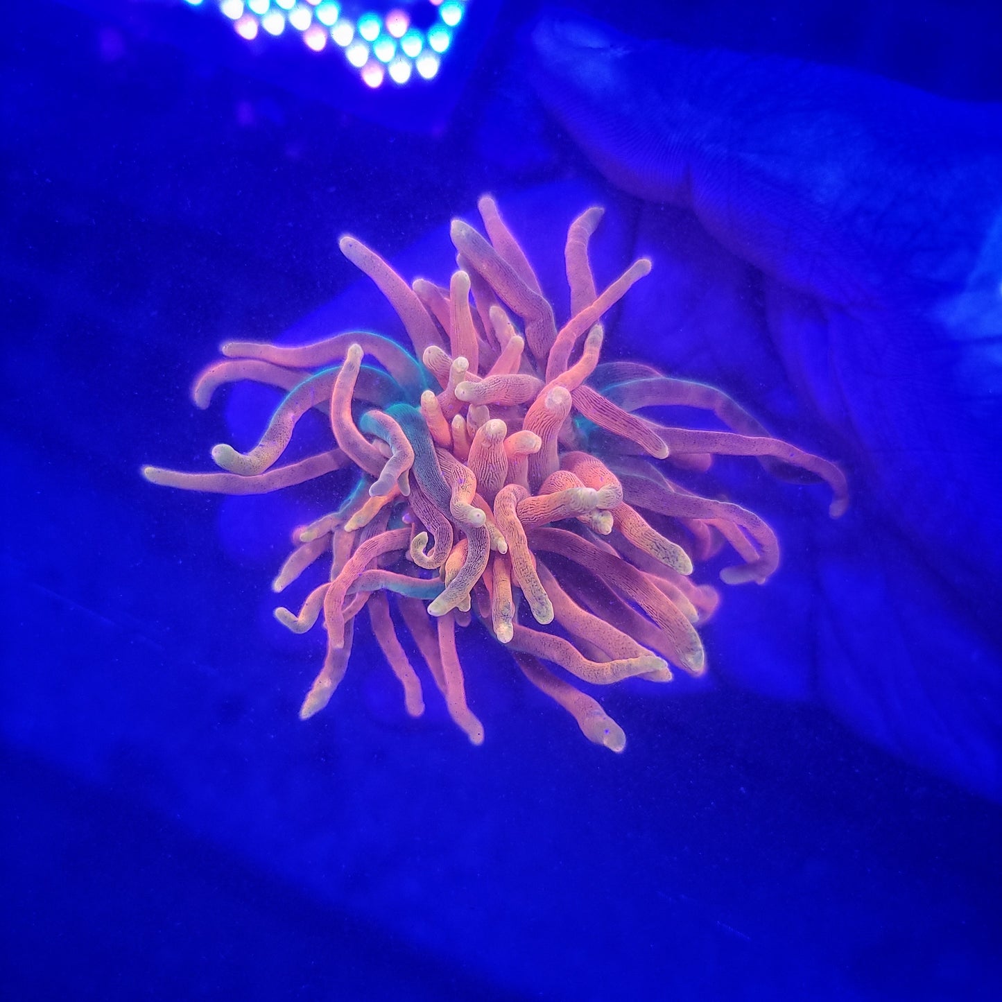 OG Colorado Sunburst Anemone