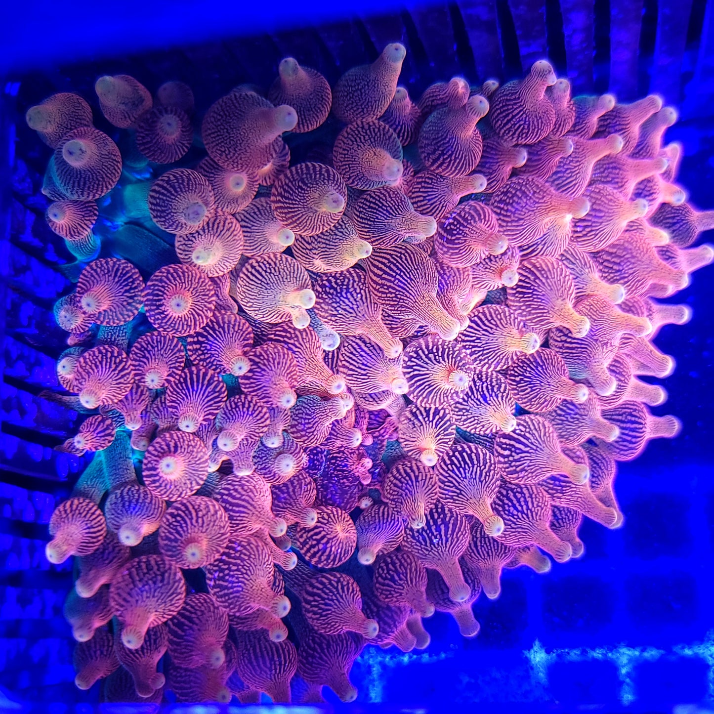 OG Colorado Sunburst Anemone