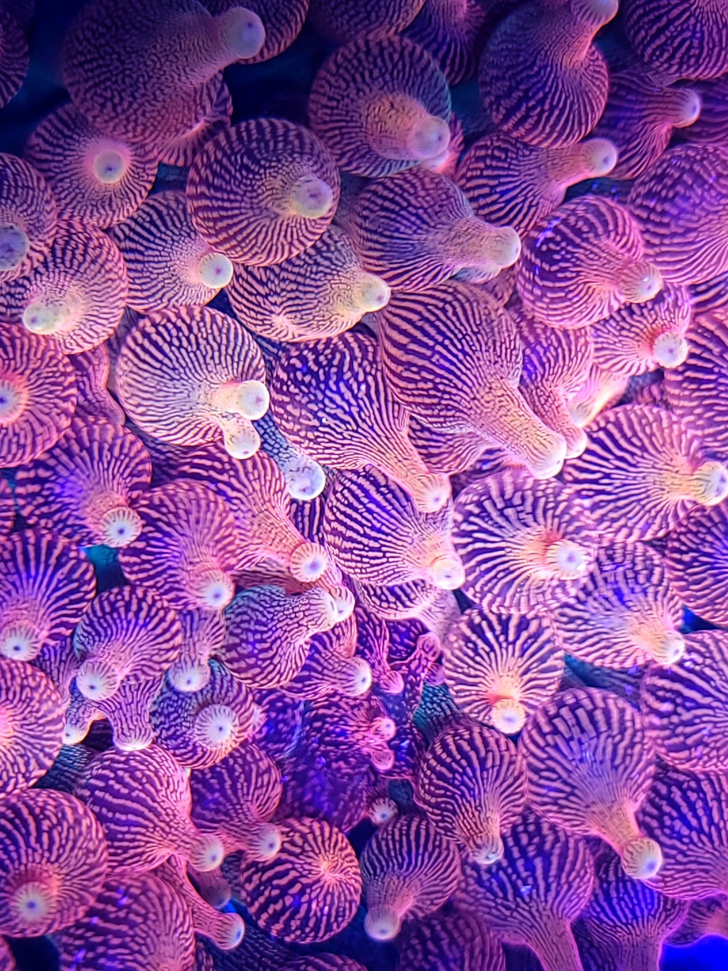 OG Colorado Sunburst Anemone