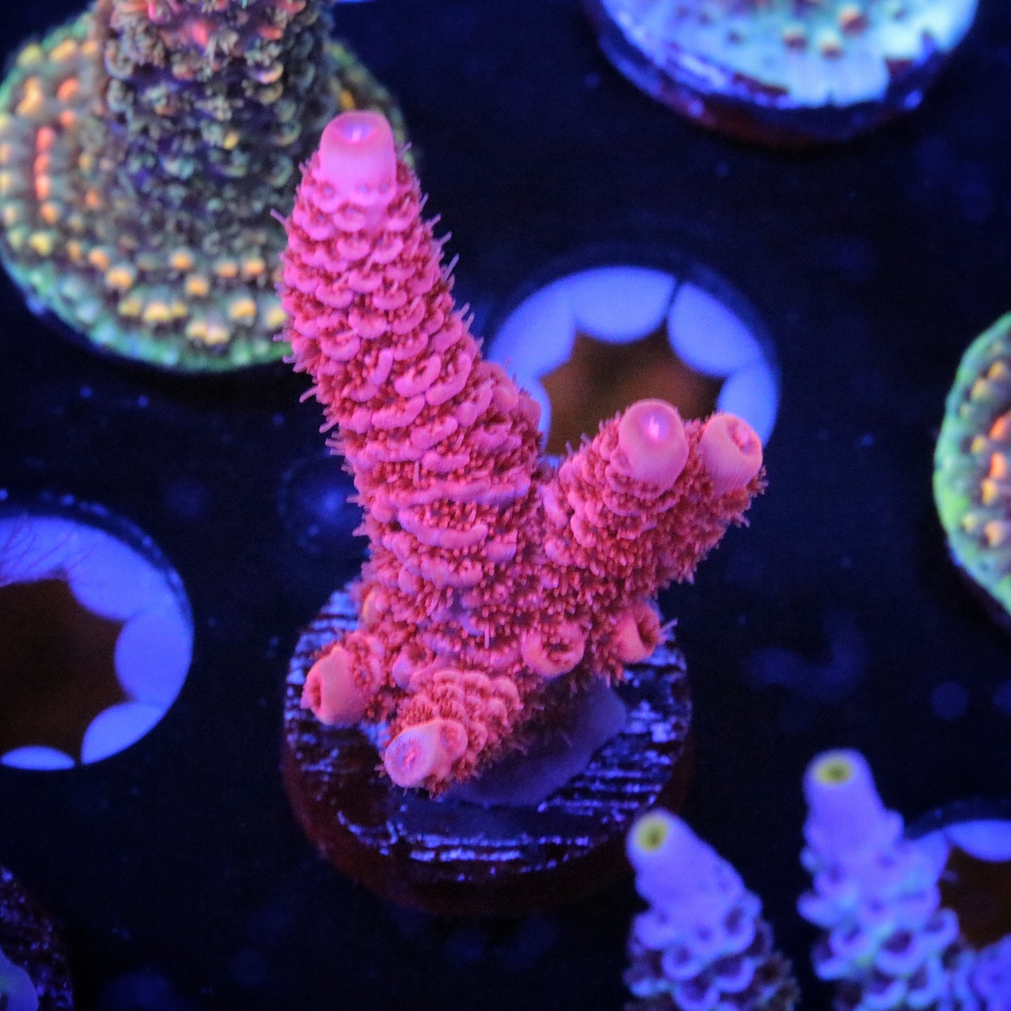 TGC Red Wing Milli 3