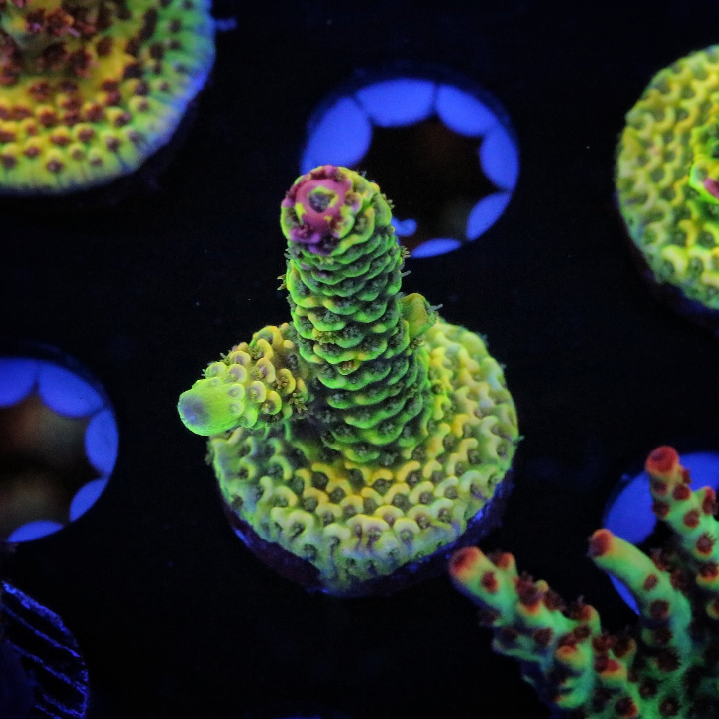 RRC Rainbow Splice 2