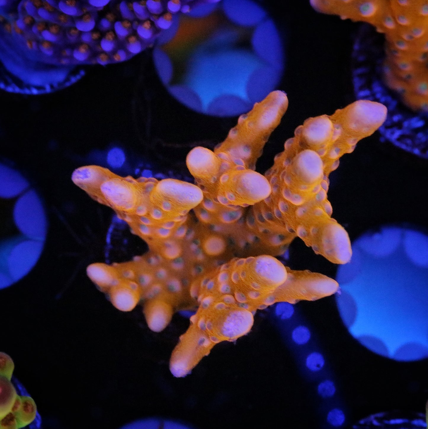 RRC Tropicana Anacropora 6