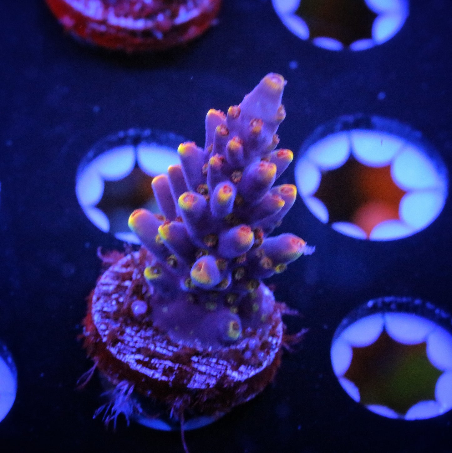 PRC Starburst 1