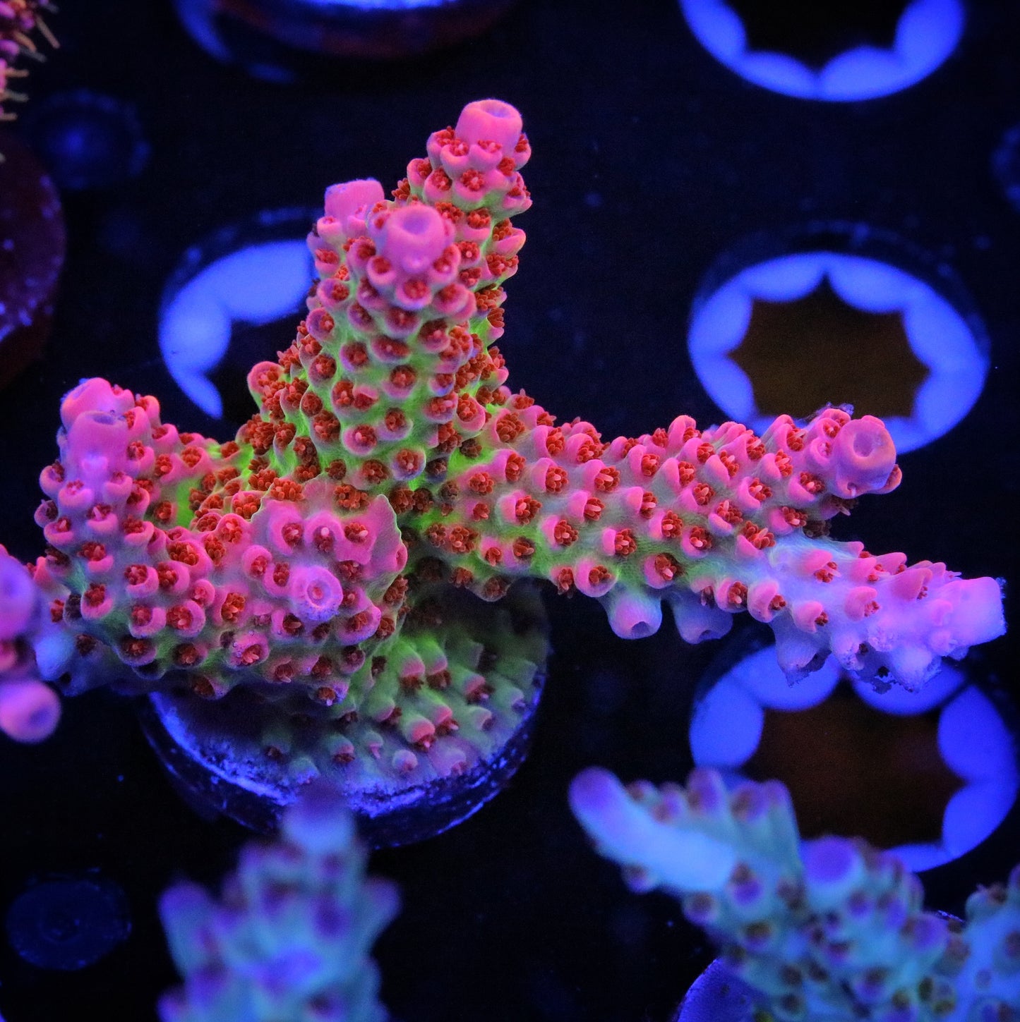 TSA Princess Peach 2