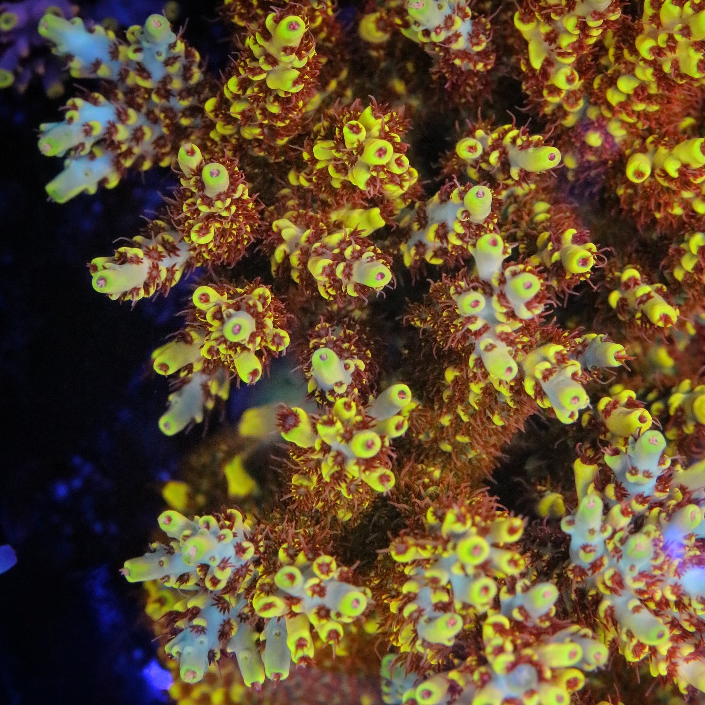 RR Pink Floyd Acropora