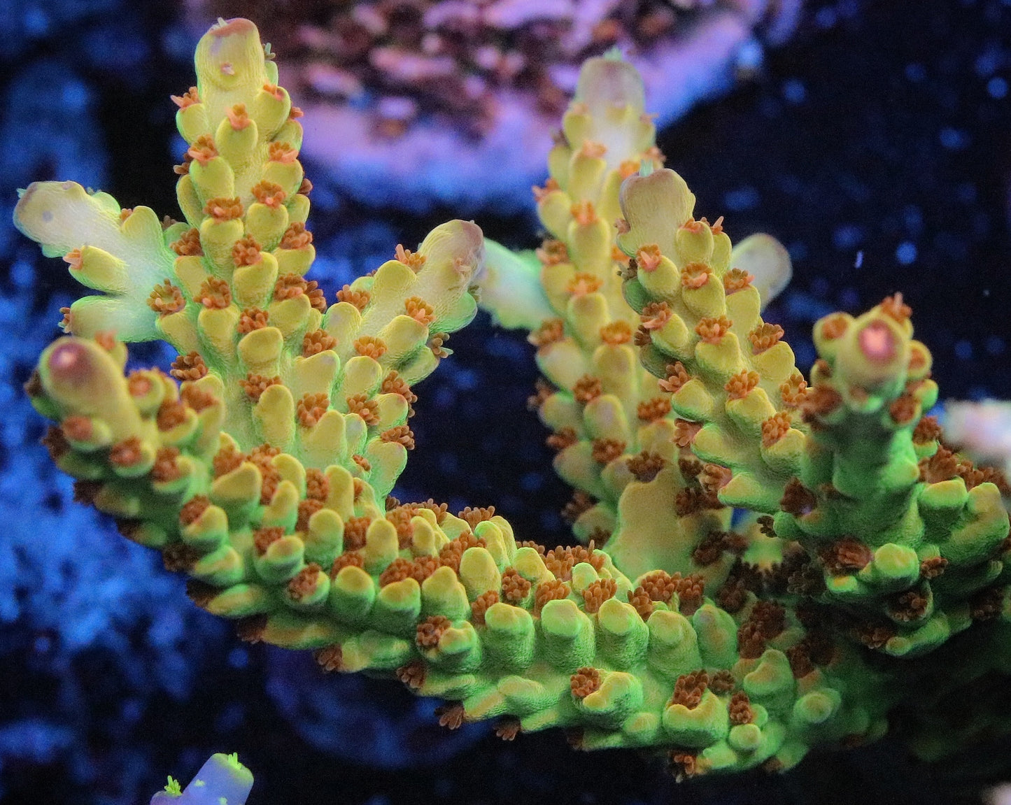 WWC Budgie Smuggler Acropora