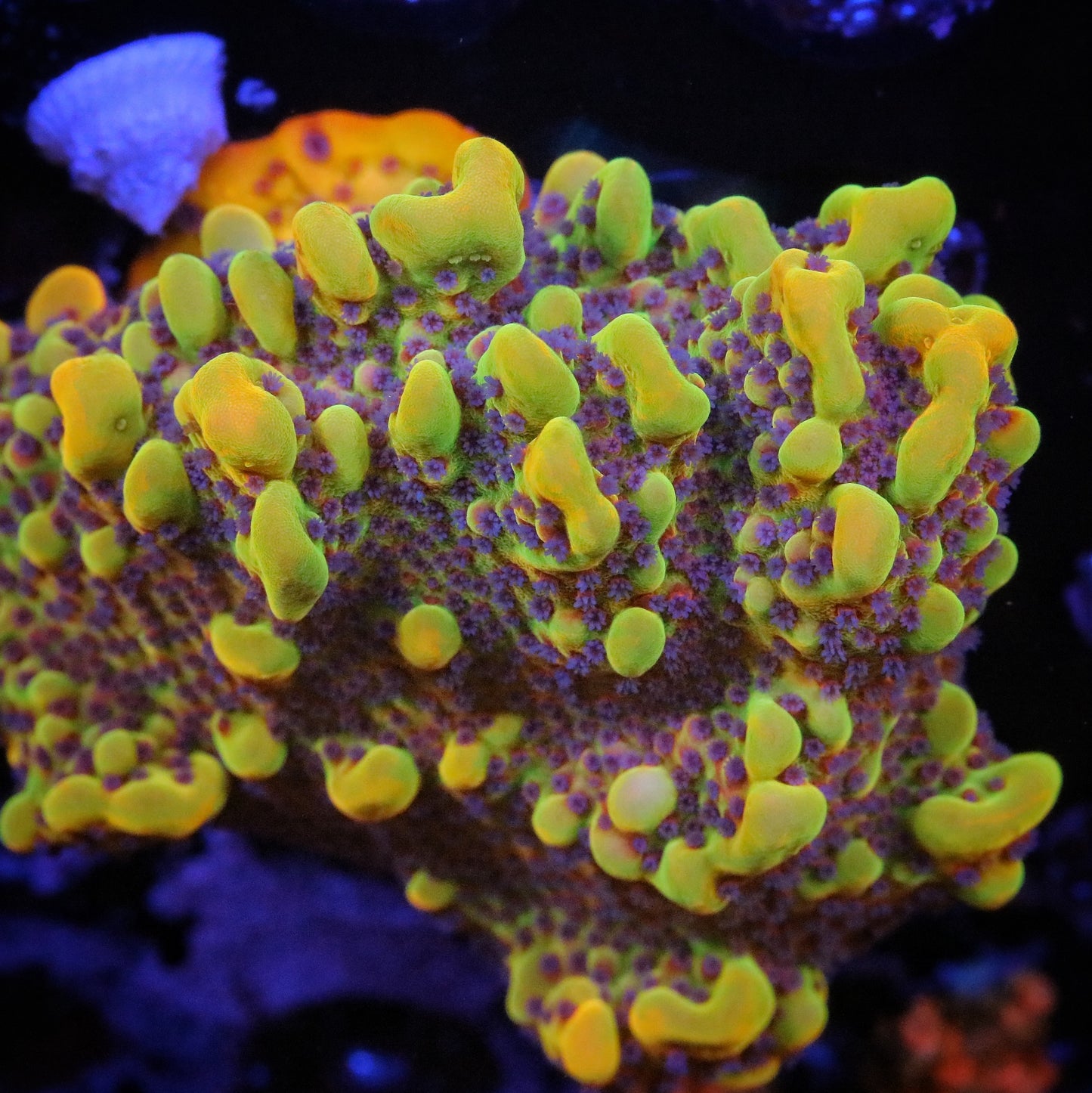 TSA Beast Montipora