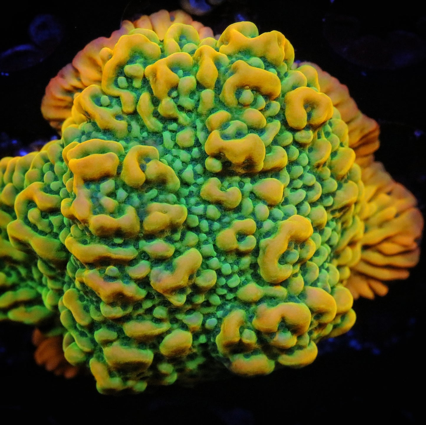 JF Beach Bum Montipora