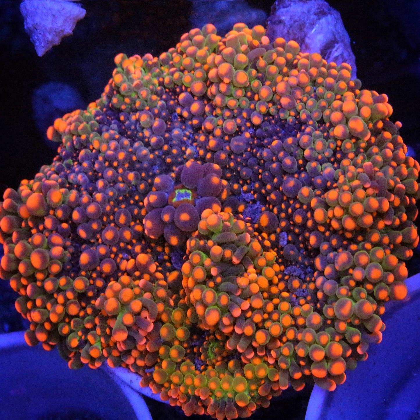 OG Godzilla Bounce Mushroom