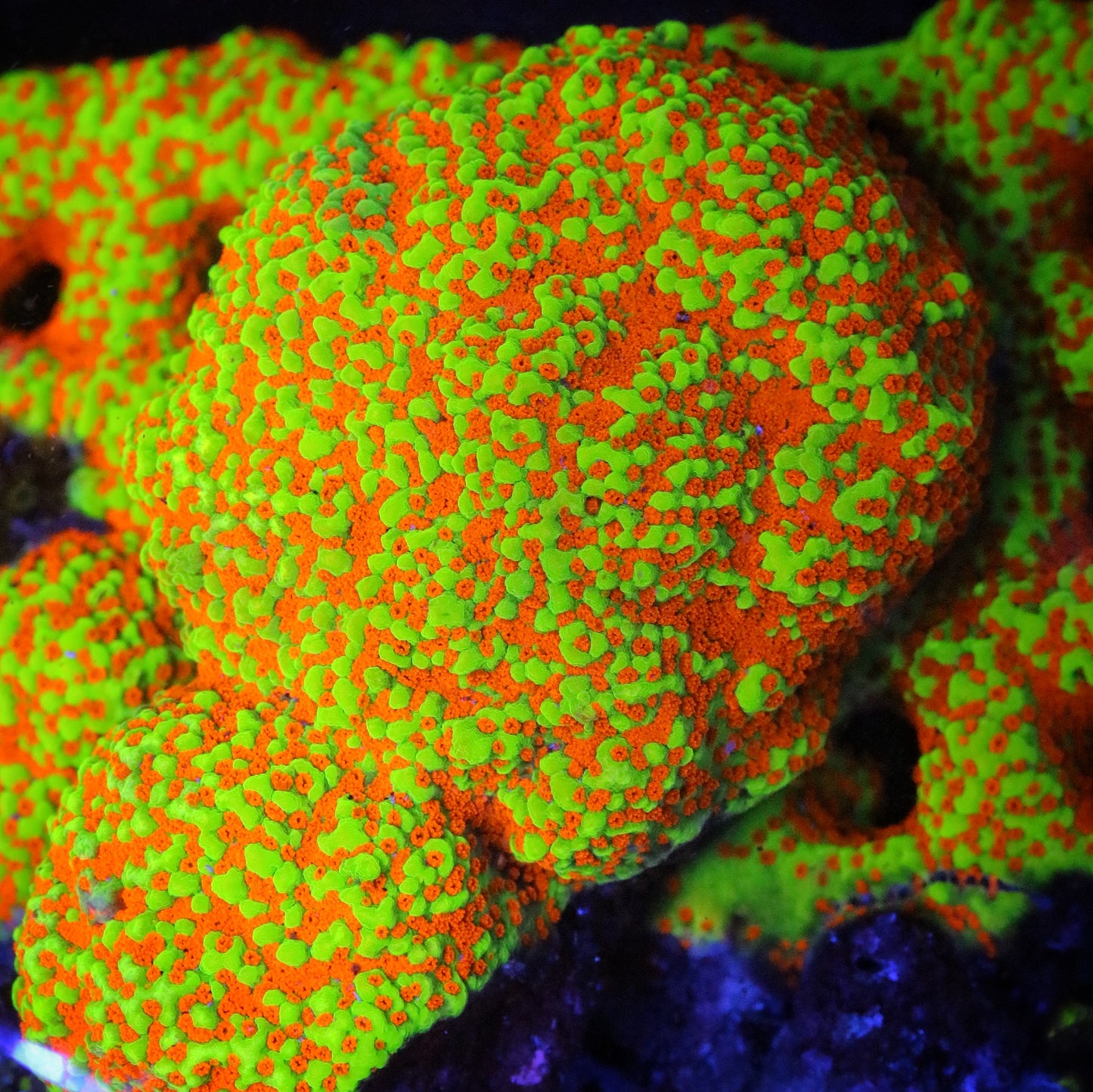 DNOV's Yellow Fever Montipora