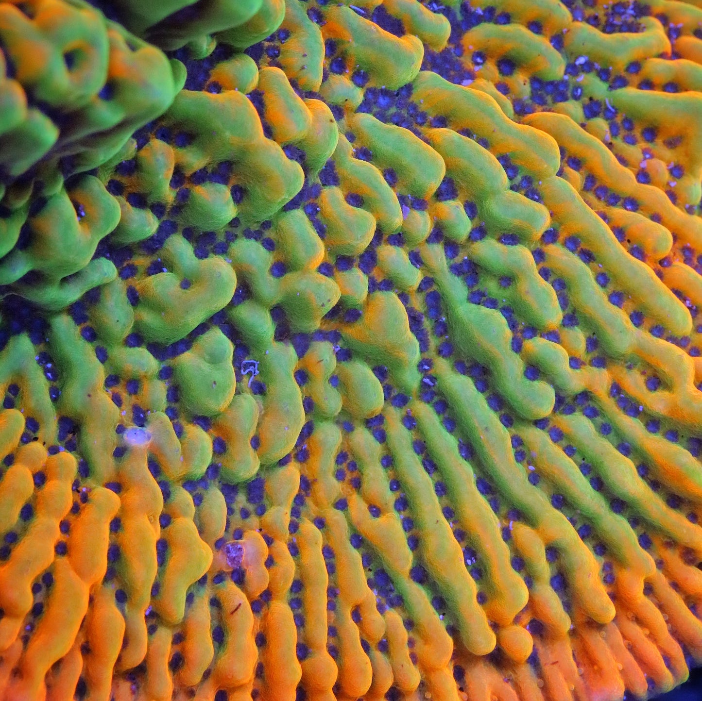 JF Alter Ego Montipora