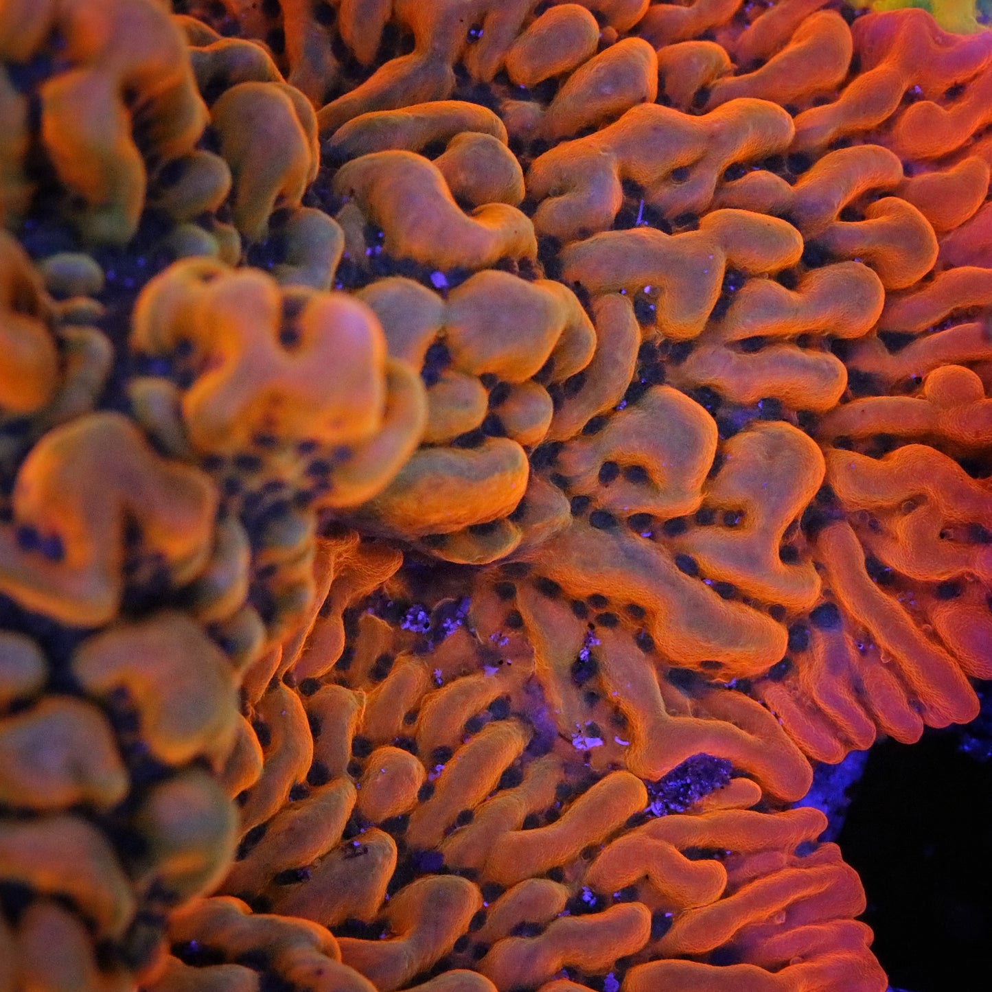 JF Brain Freeze Montipora