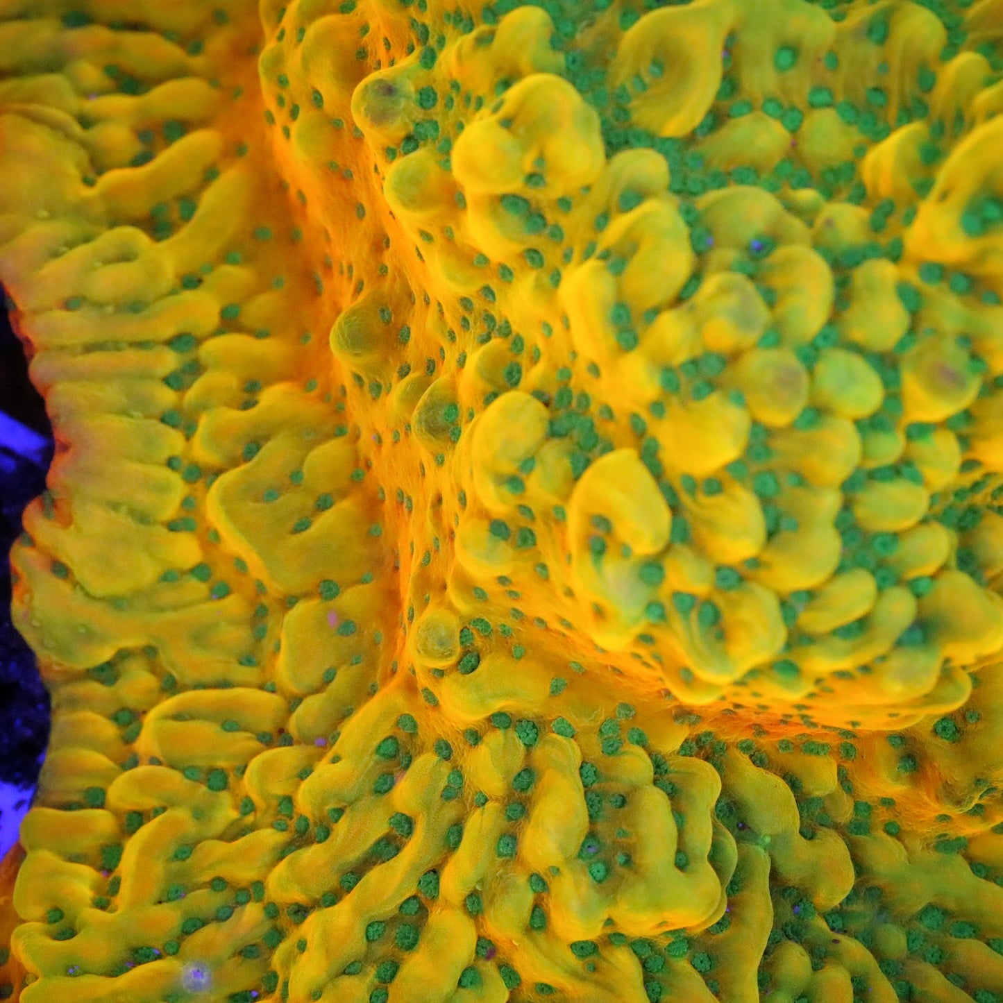 WWC Kung Pao Montipora