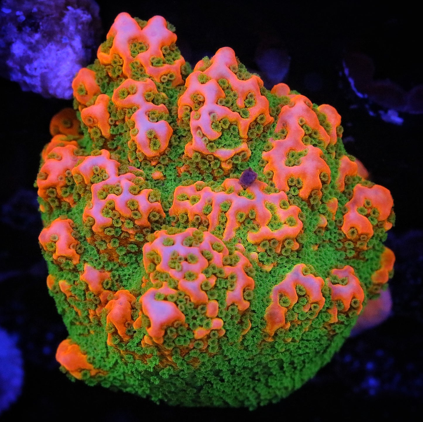 RR Tropic Thunder Montipora