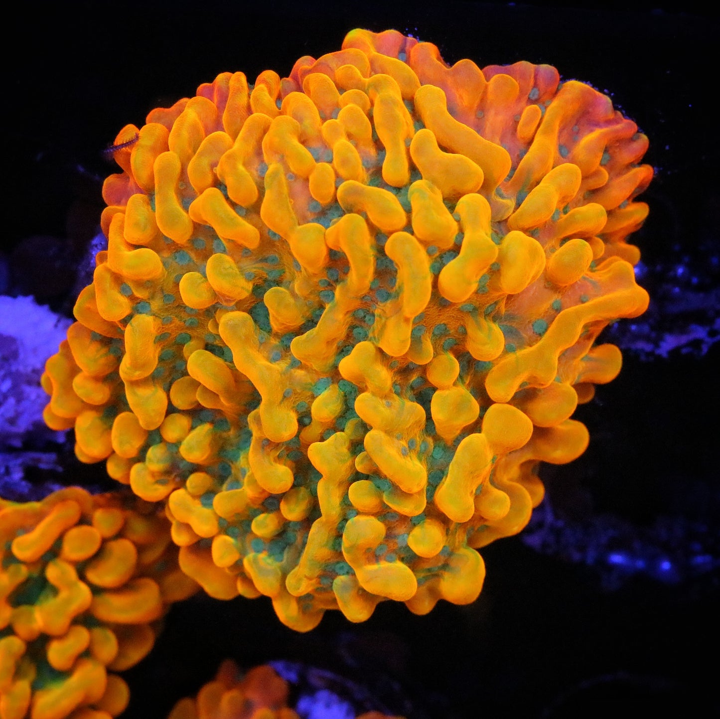 JF Vino Montipora