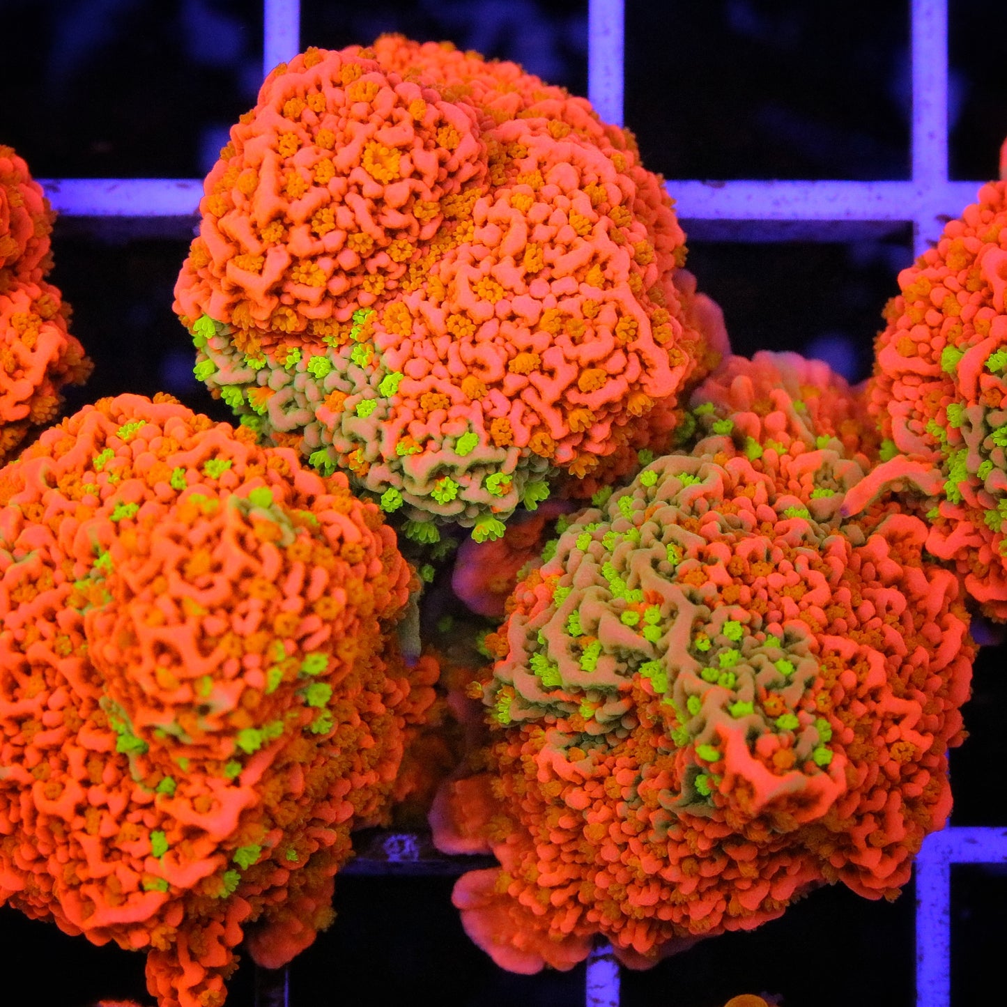 WWC Sunfire Grafted Cap Montipora