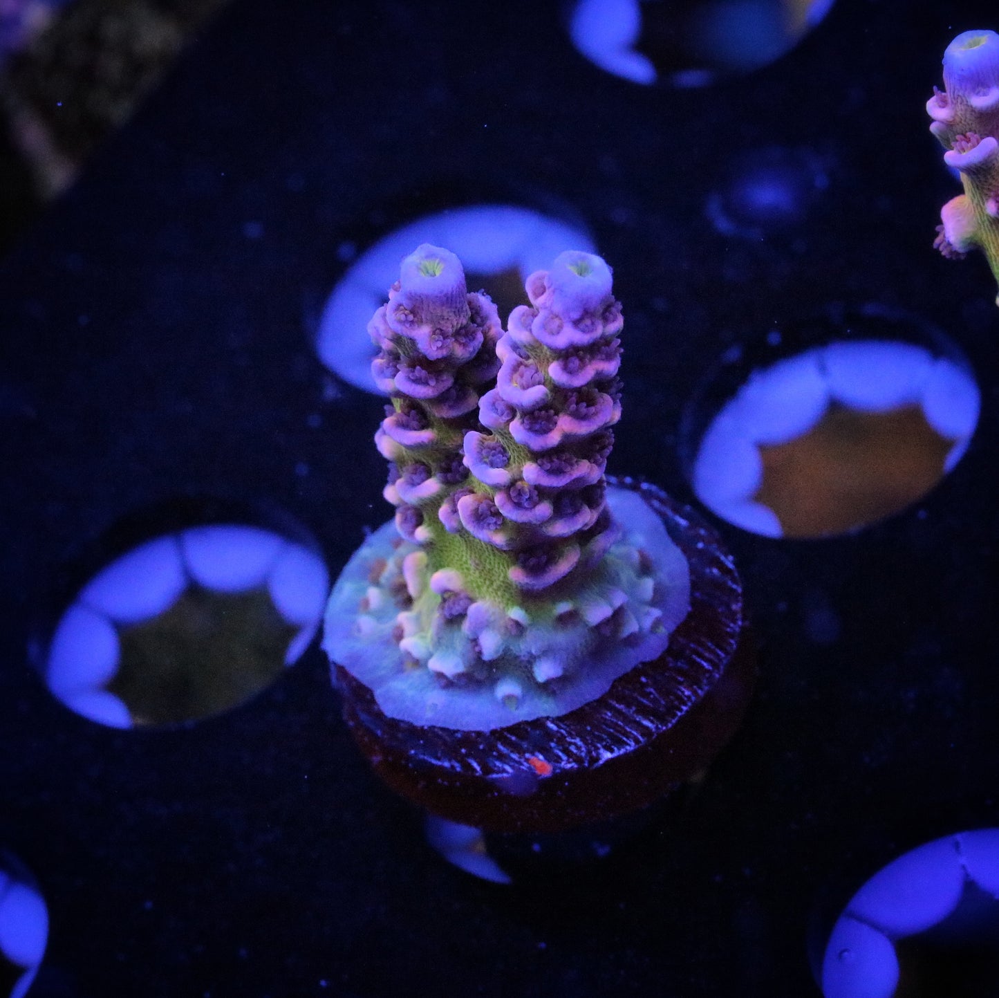 Bioreef Wonderboy 1
