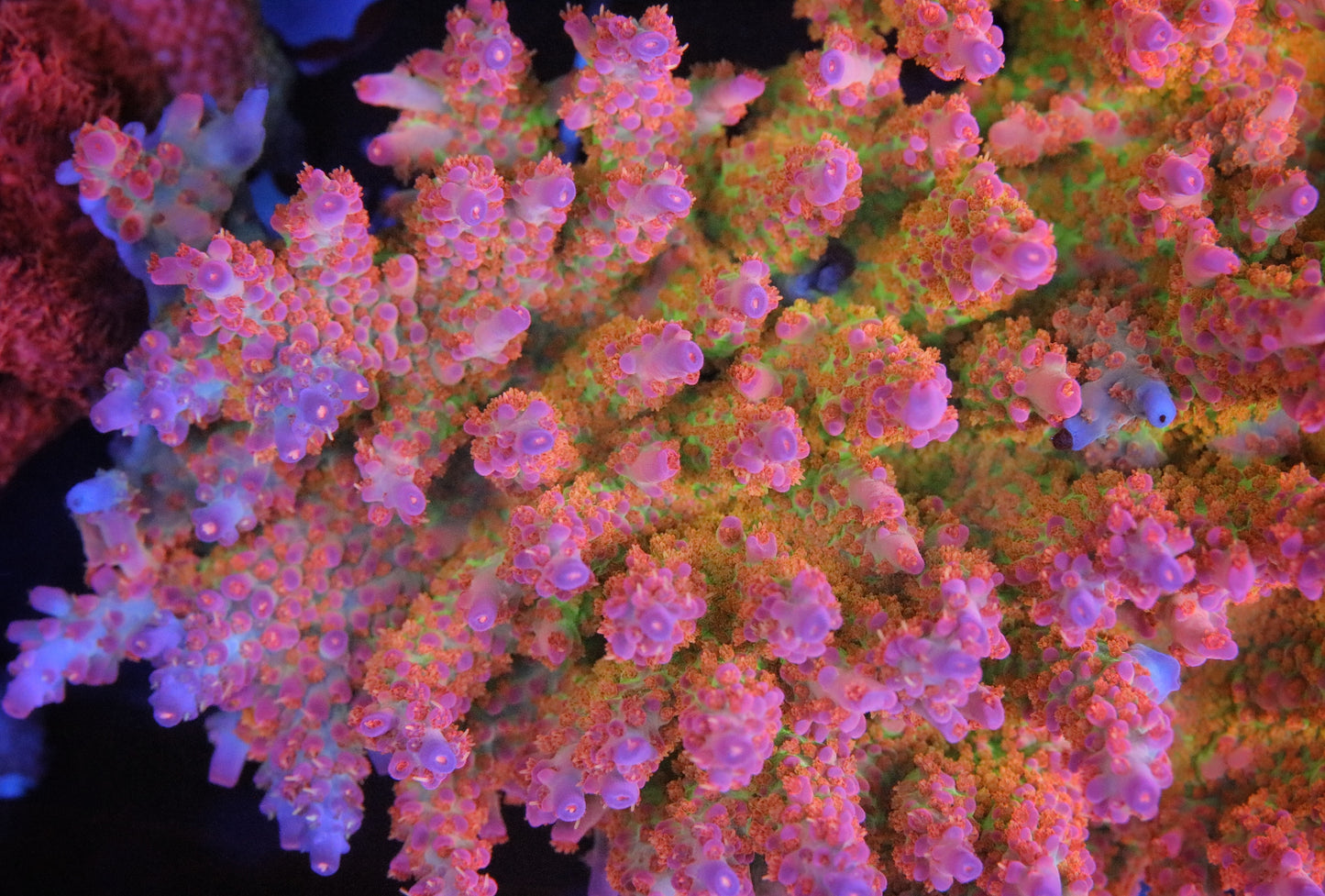 CB Birthday Cake Acropora