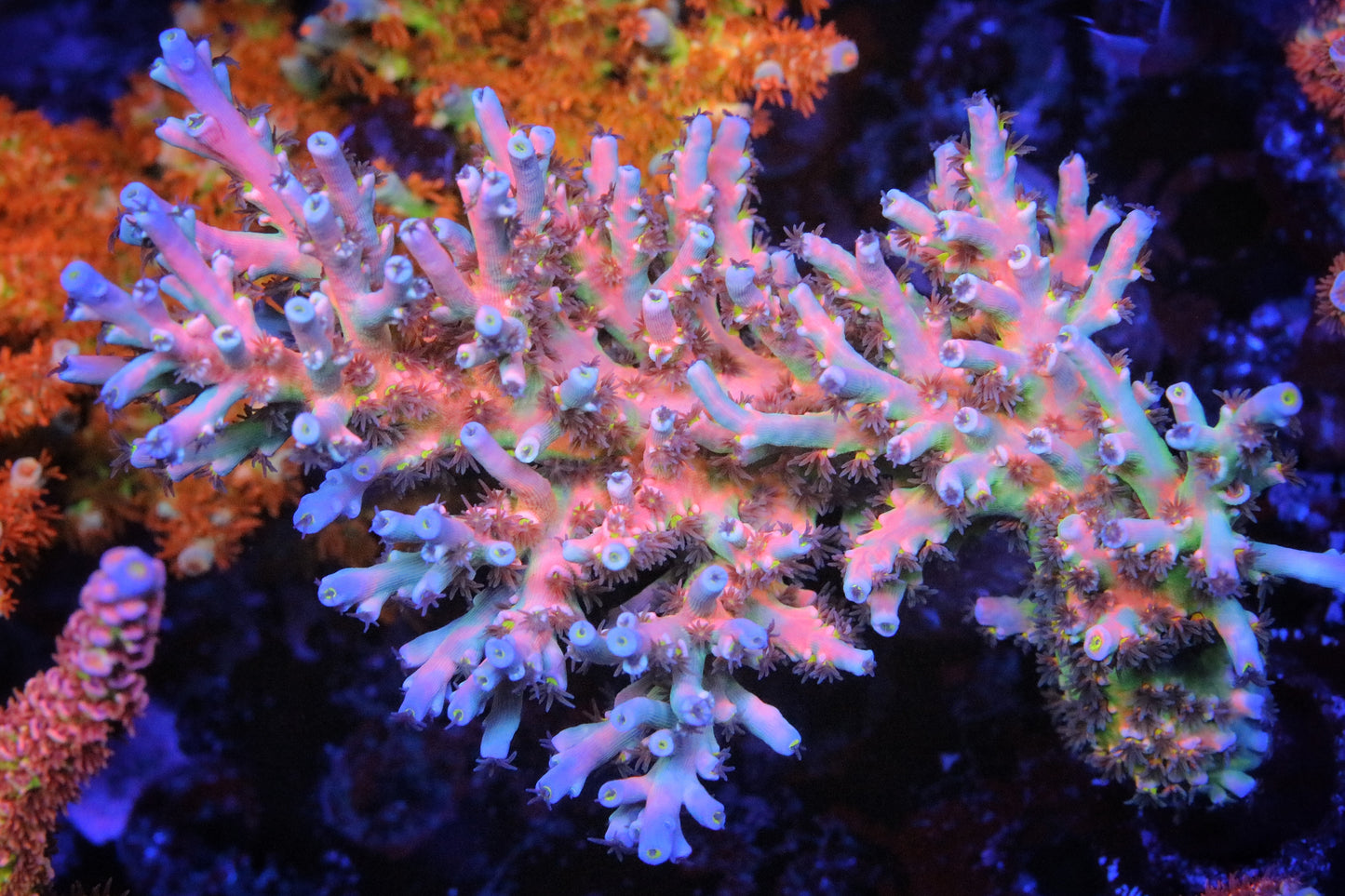 Vivids Insanity Acropora