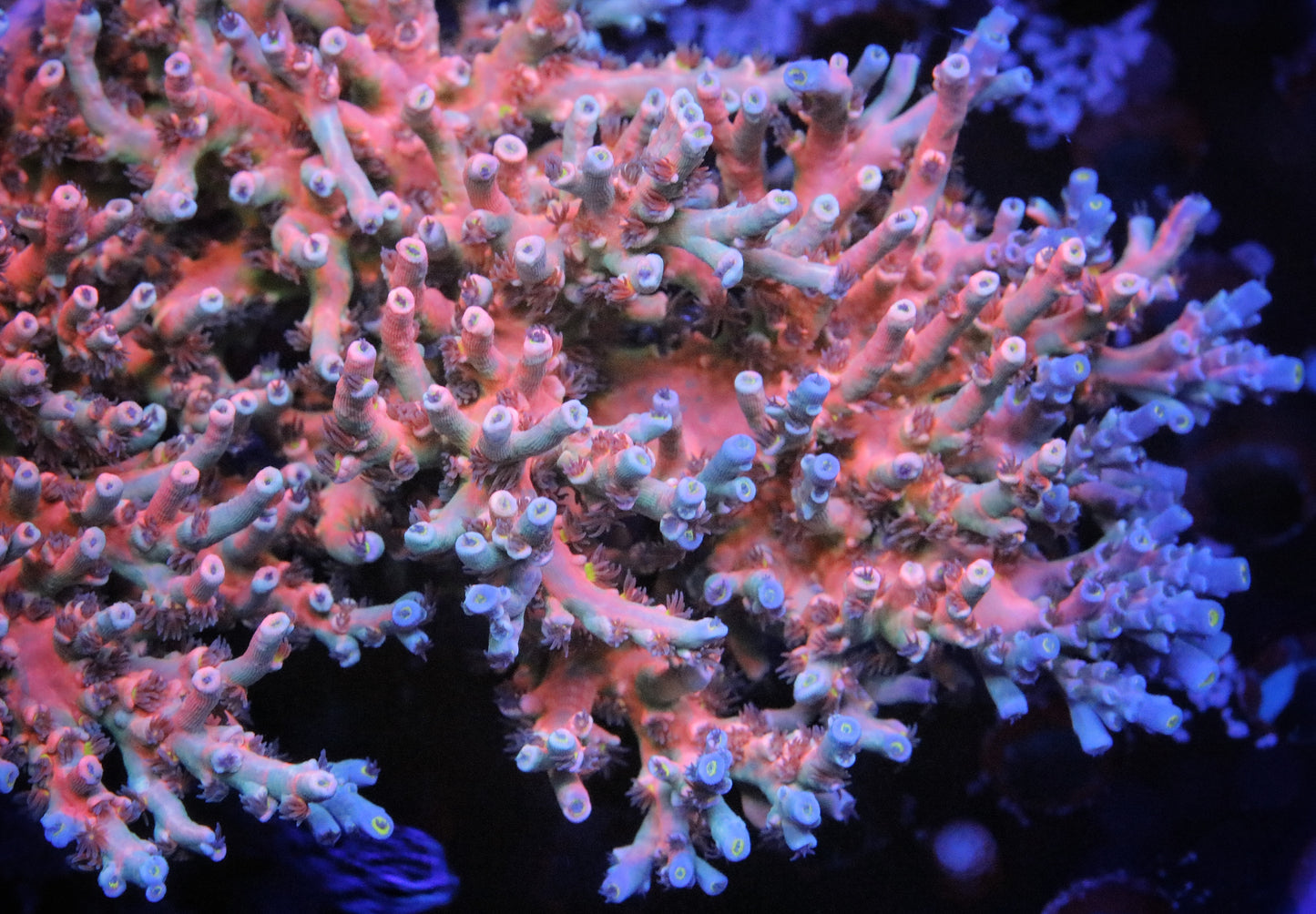 Vivids Insanity Acropora