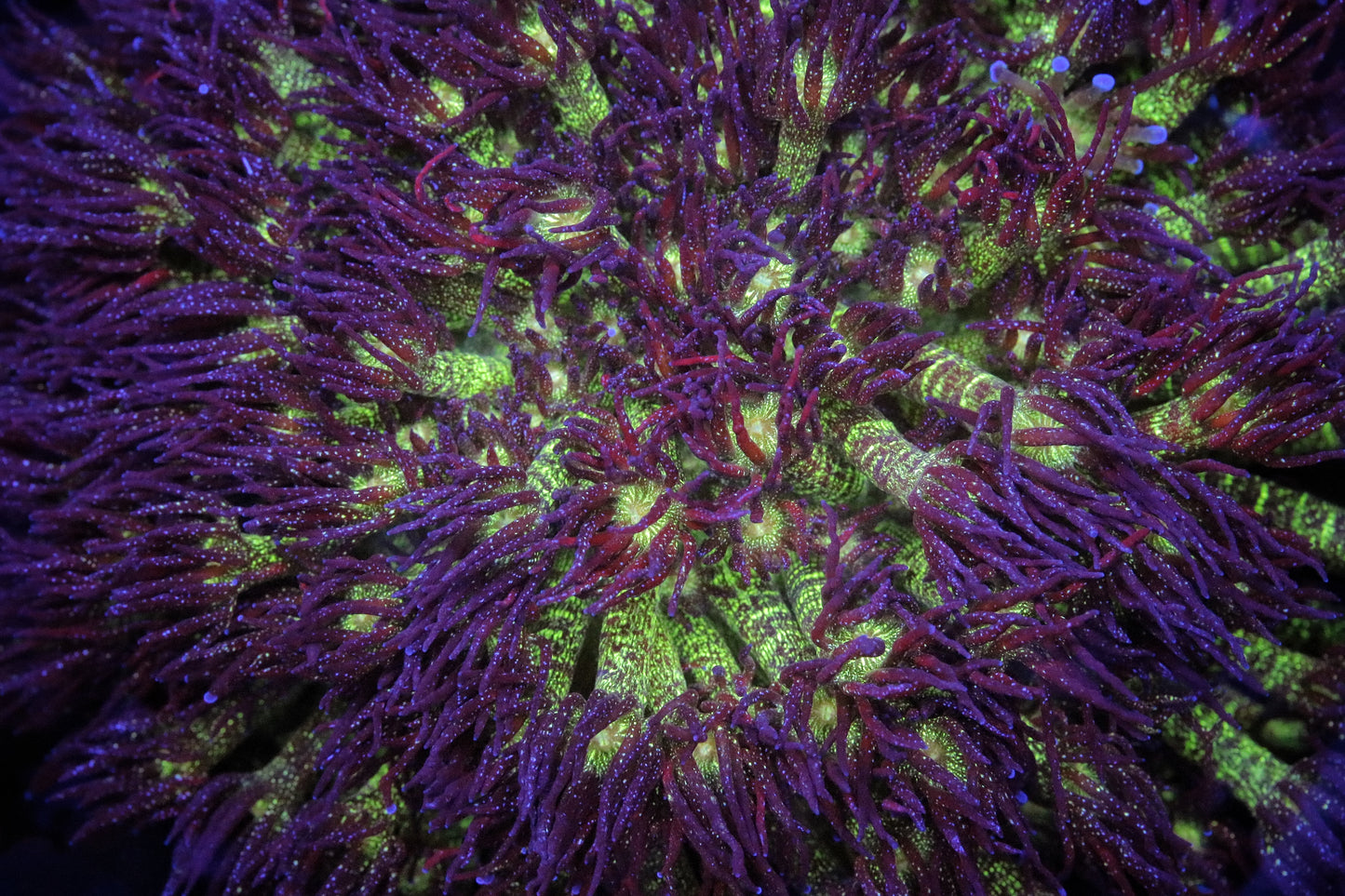 OG Glitter Bomb Goniopora