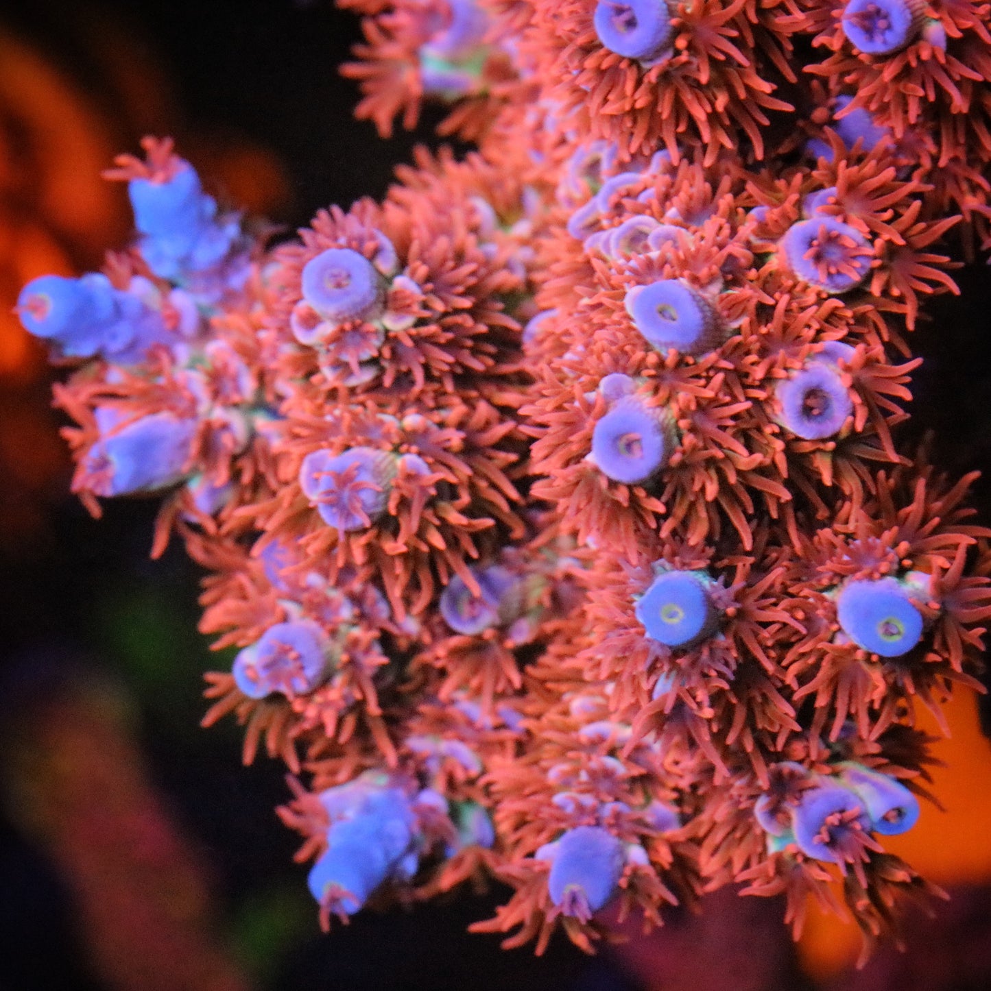 Pieces of the Ocean Kingda Ka Tenuis