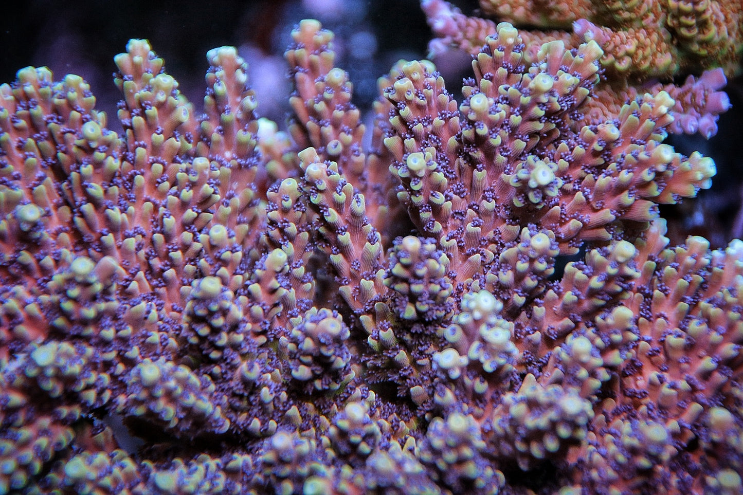 RRC Pink Cadillac Acropora