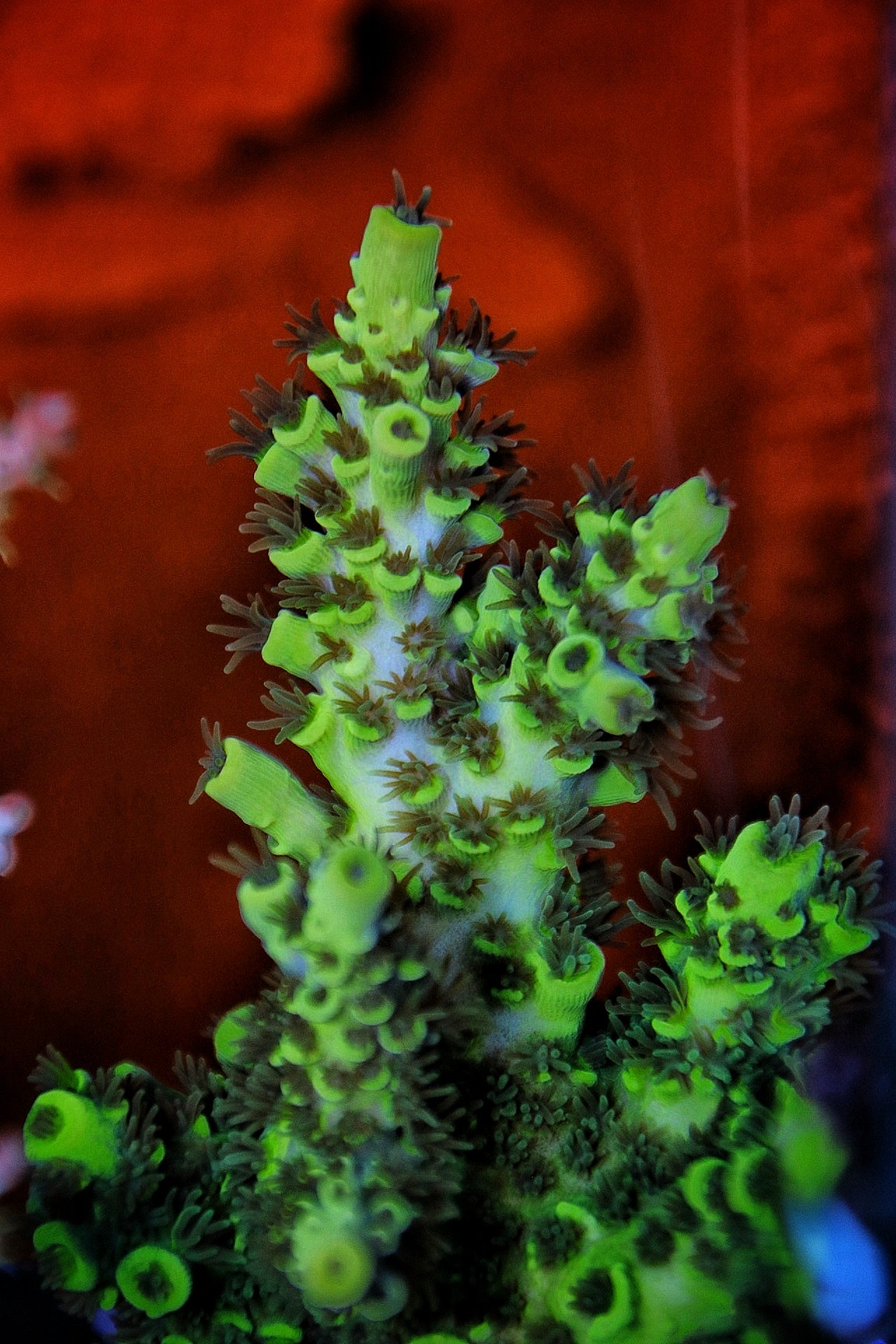 WWC Toxic Waste Tenuis