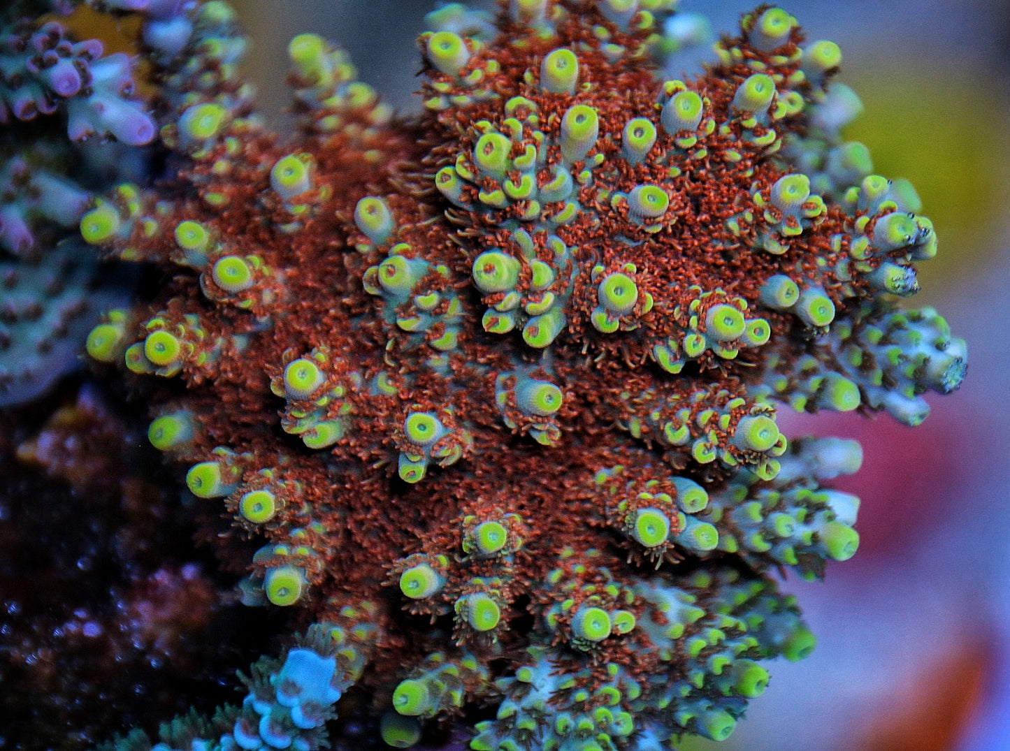 WWC Sun God Acro