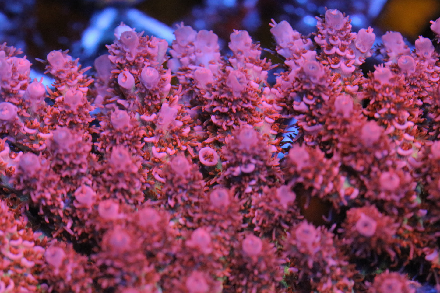 UC Dippin Dots Acropora