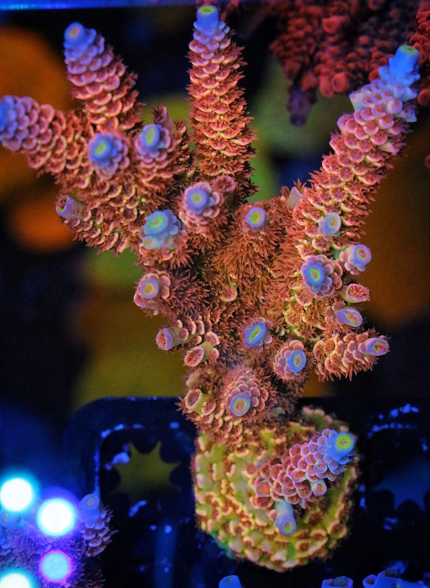 TGC Gravedigger Tenuis