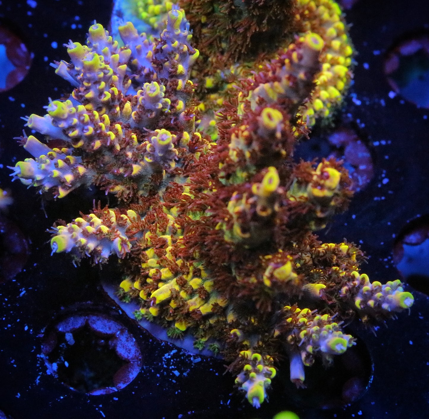 RMF Tigers Blood Acropora
