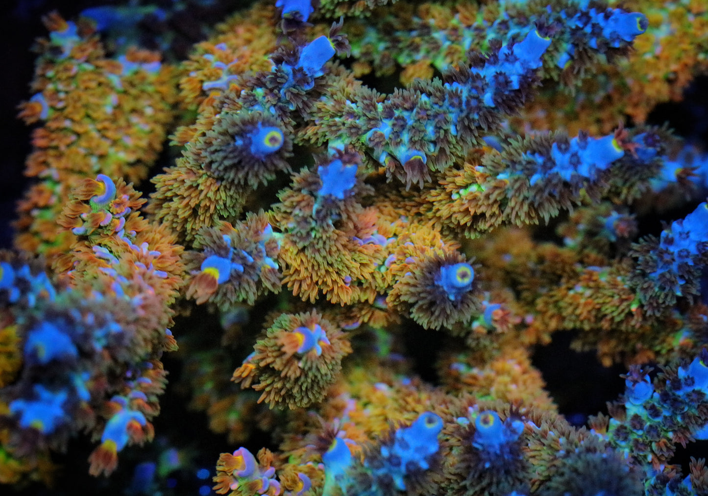 RR Garden of Eden Tenuis