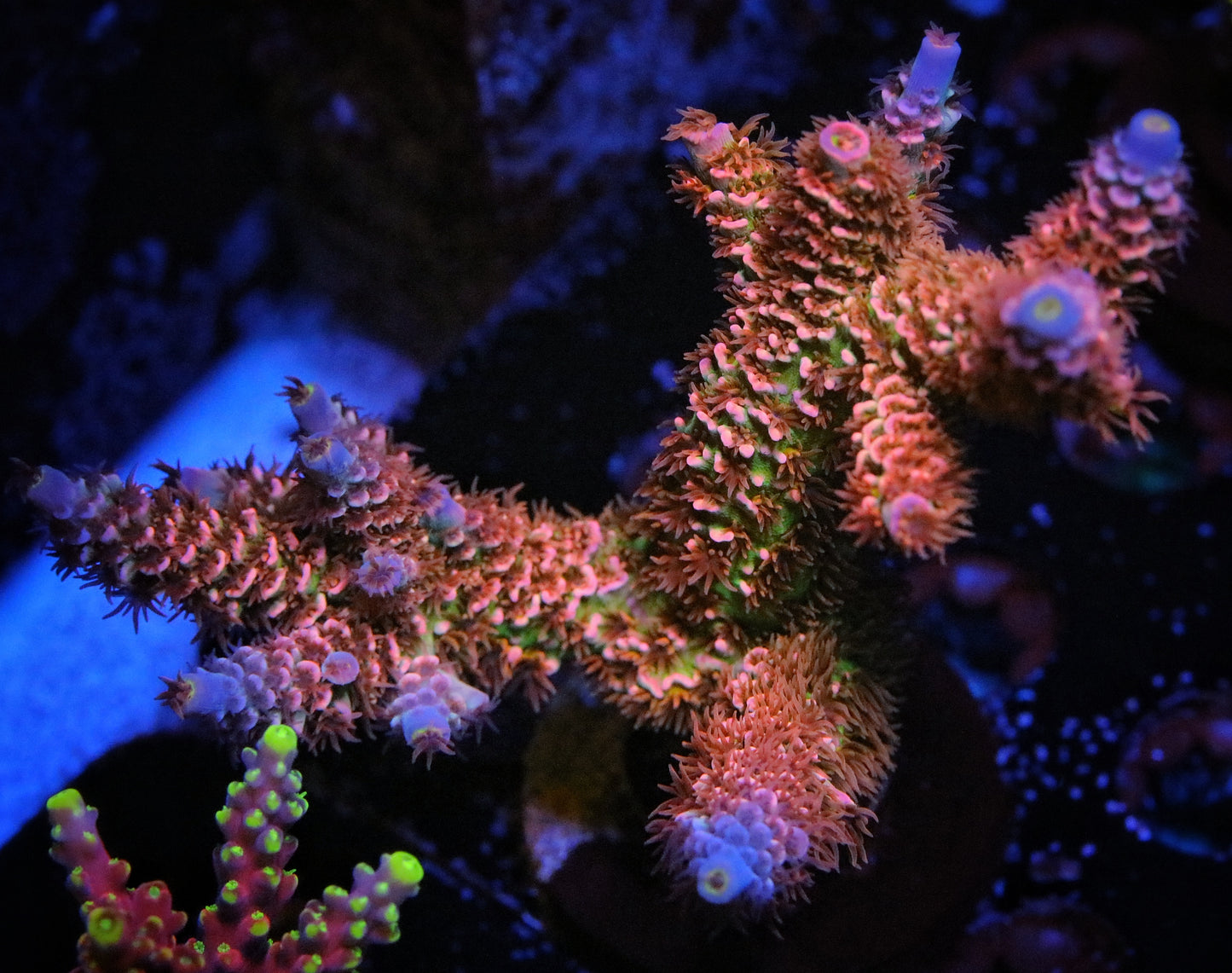 WWC Pink Panther Tenuis