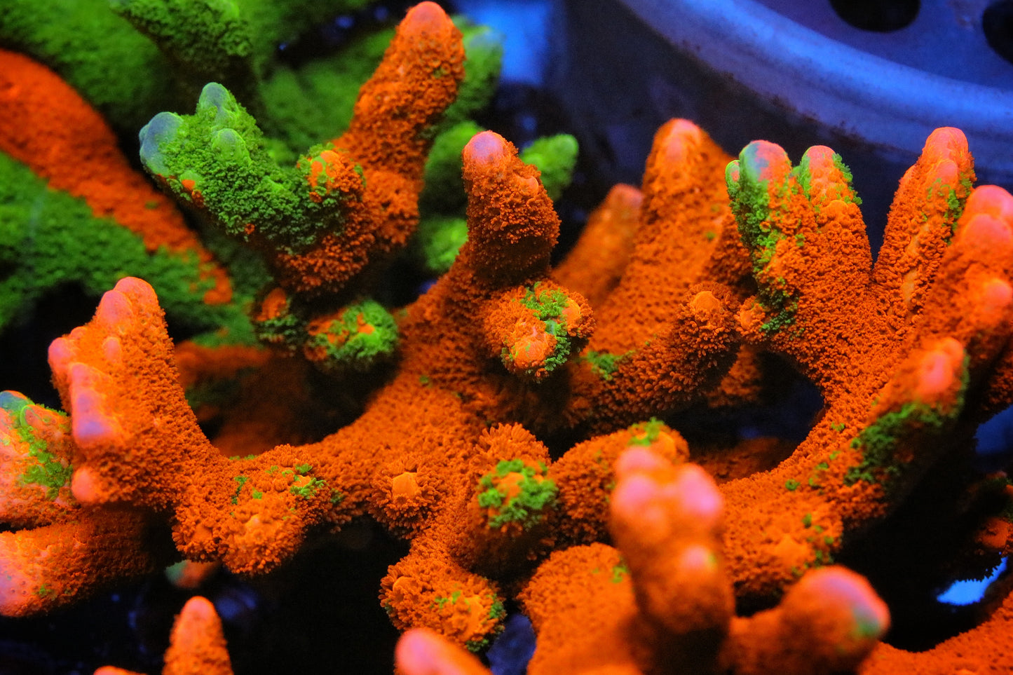 WWC Contraband Grafted Digitata