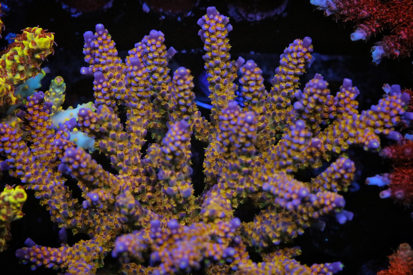Route 66 Merlins Staff Acropora