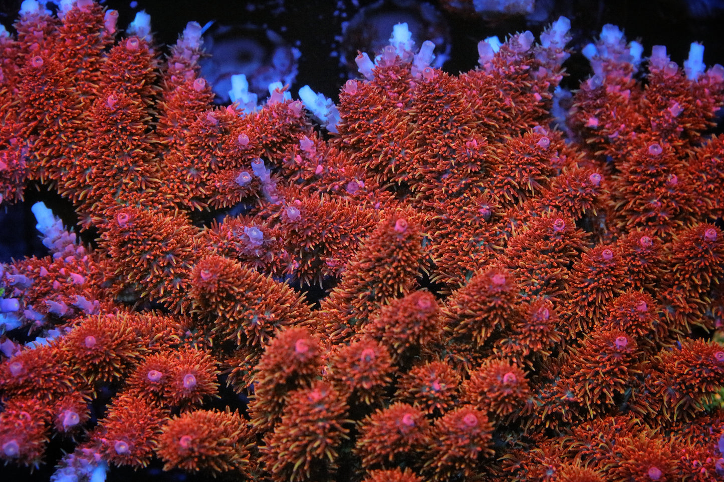 WWC Hyper Pink Acropora