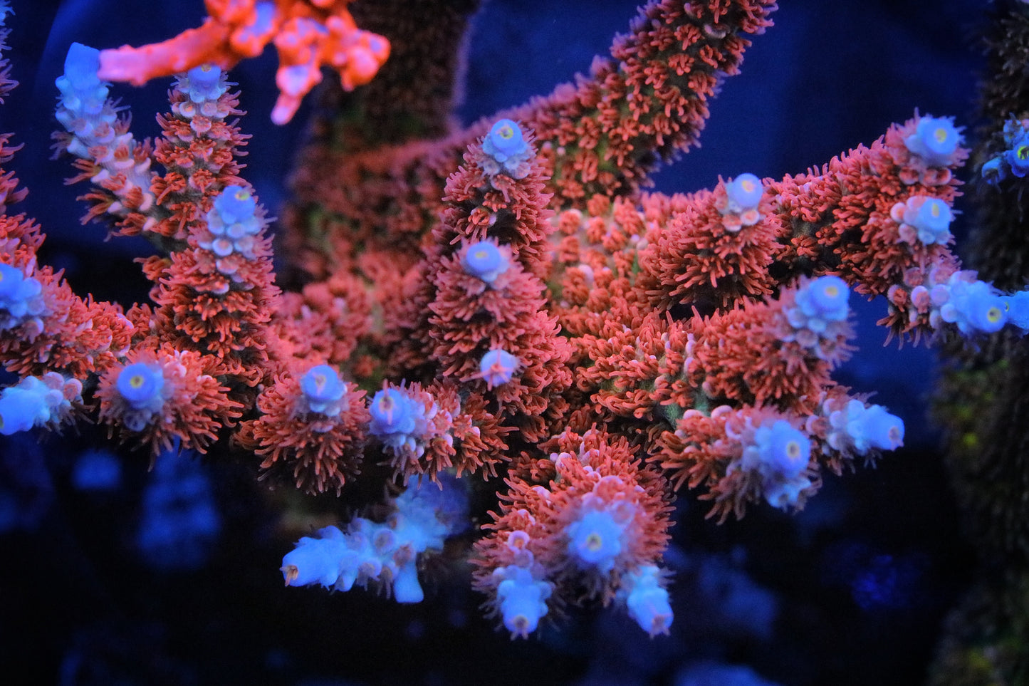 TGC Cherry Bomb Tenuis