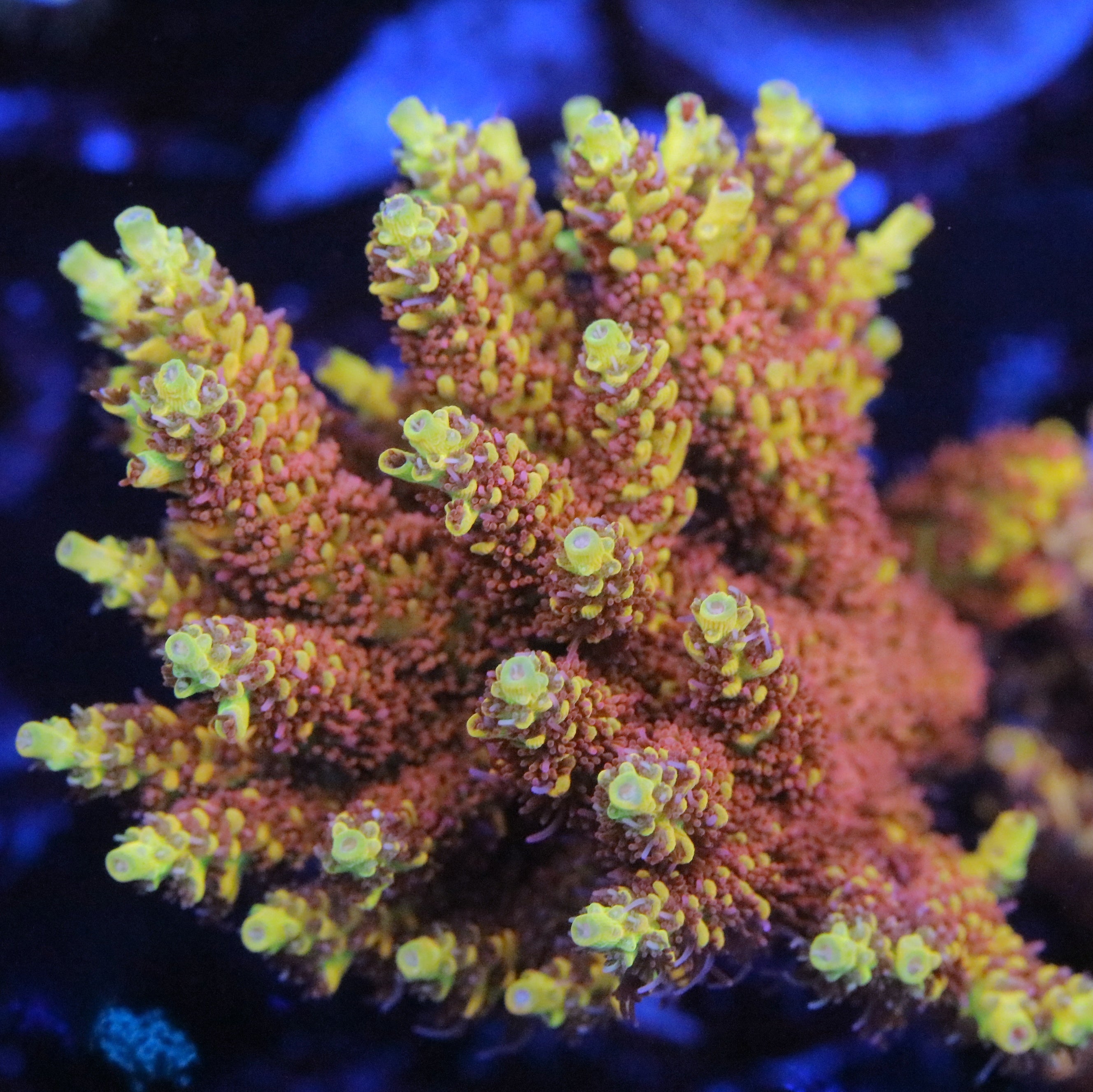 Reef Raft USA Pink Lemonade Seriatopora