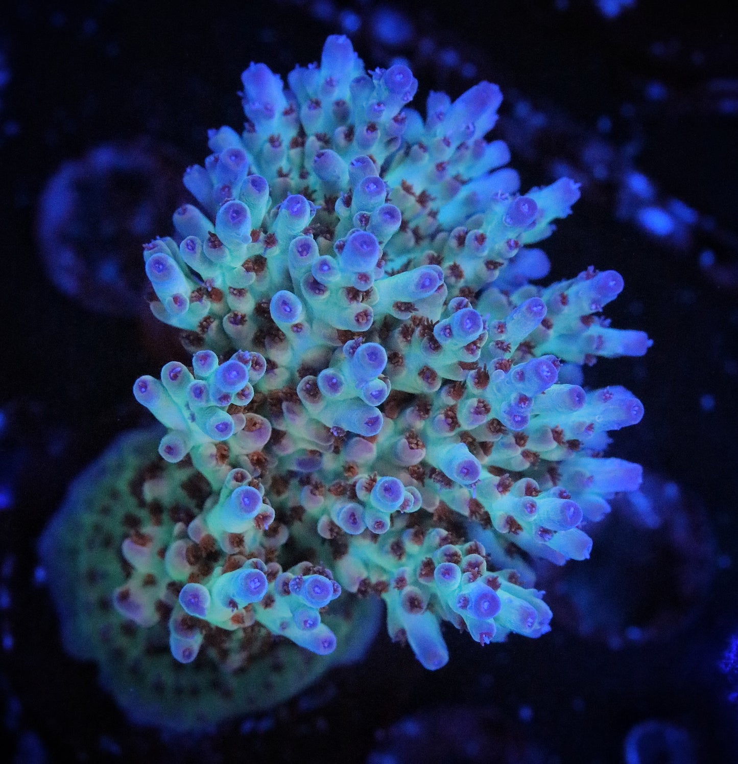 RRC Shazam Acropora