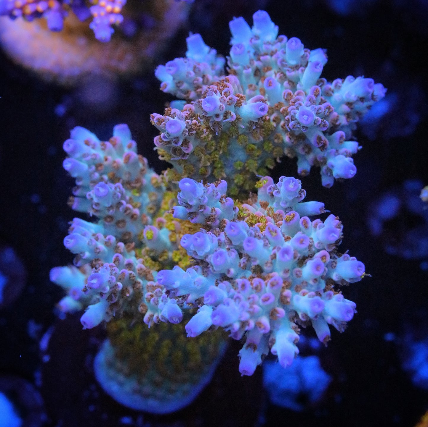 RMF Psychoberry Acropora
