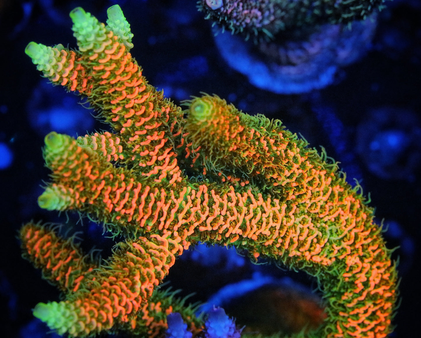ASD Rainbow Millepora