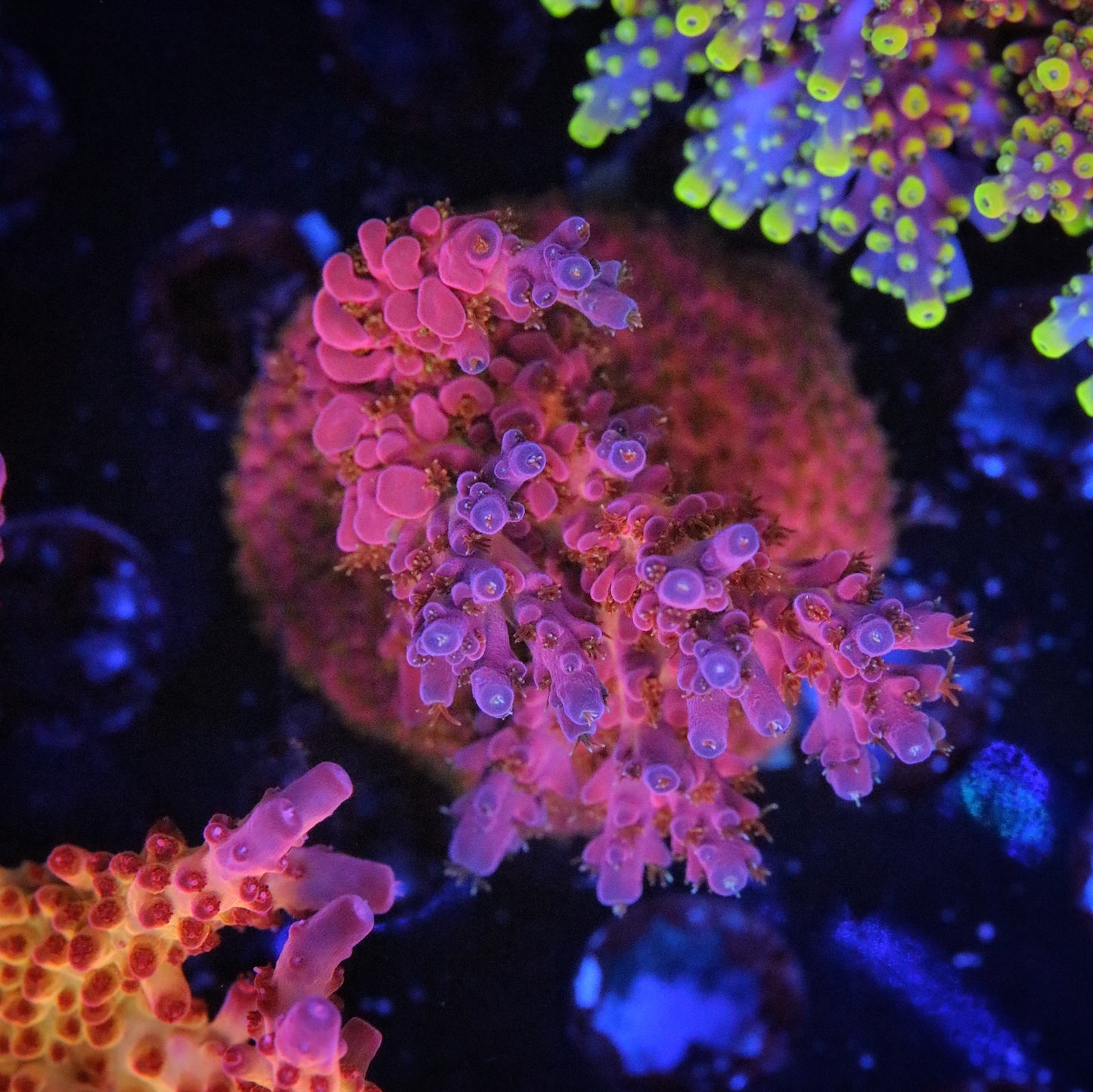 JF Frankies Neophobia Acropora
