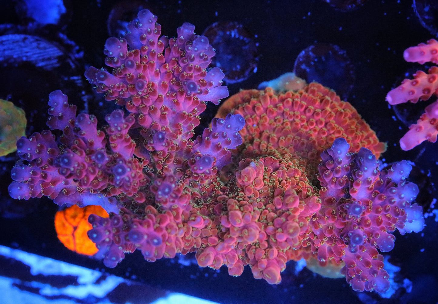 Pieces of the Ocean Flamethrower Acropora