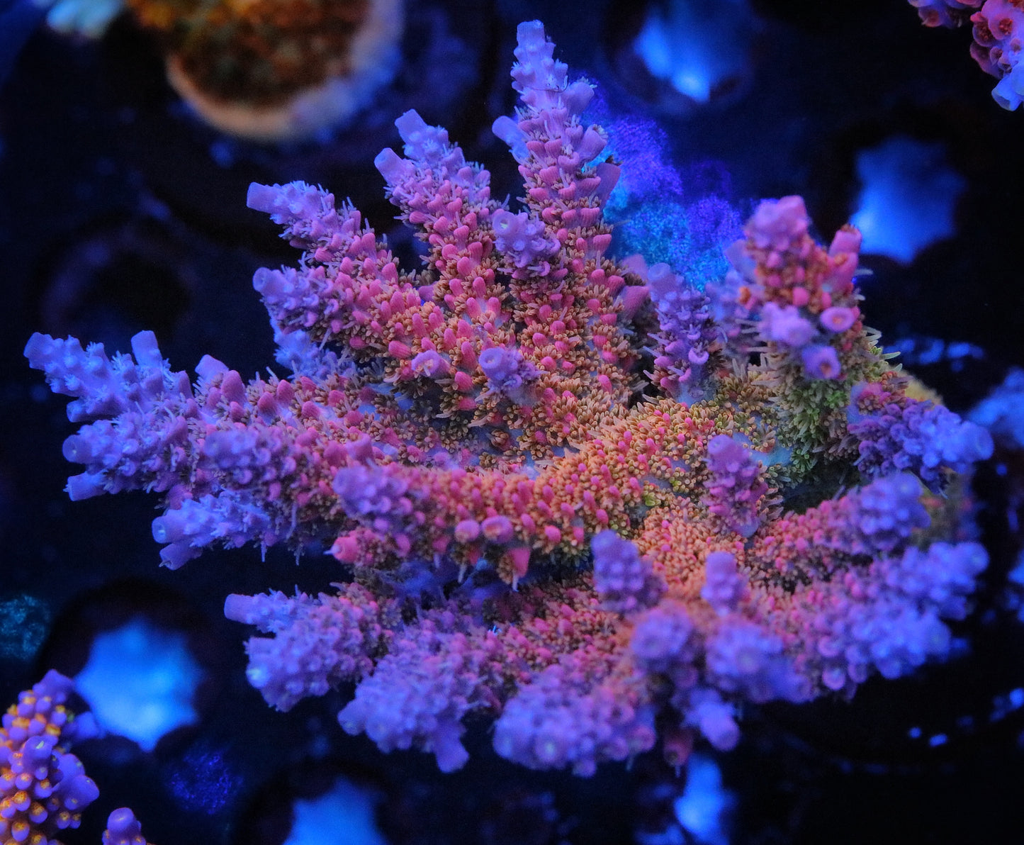 Tyree Pinky the Bear Acropora