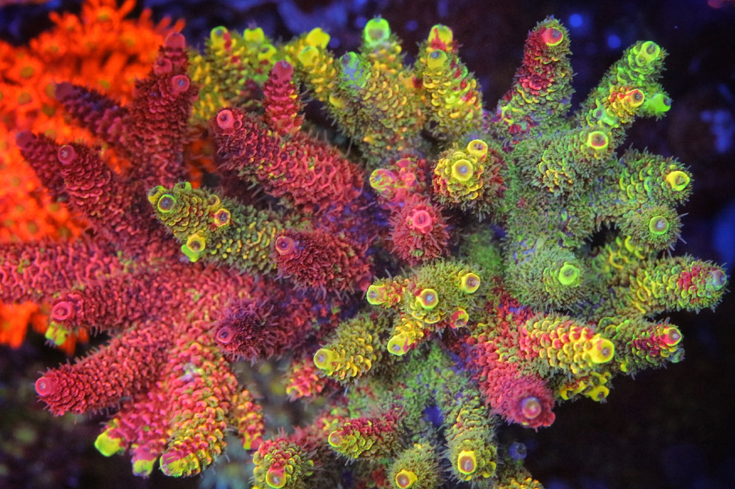 RRC Rainbow Splice Millepora