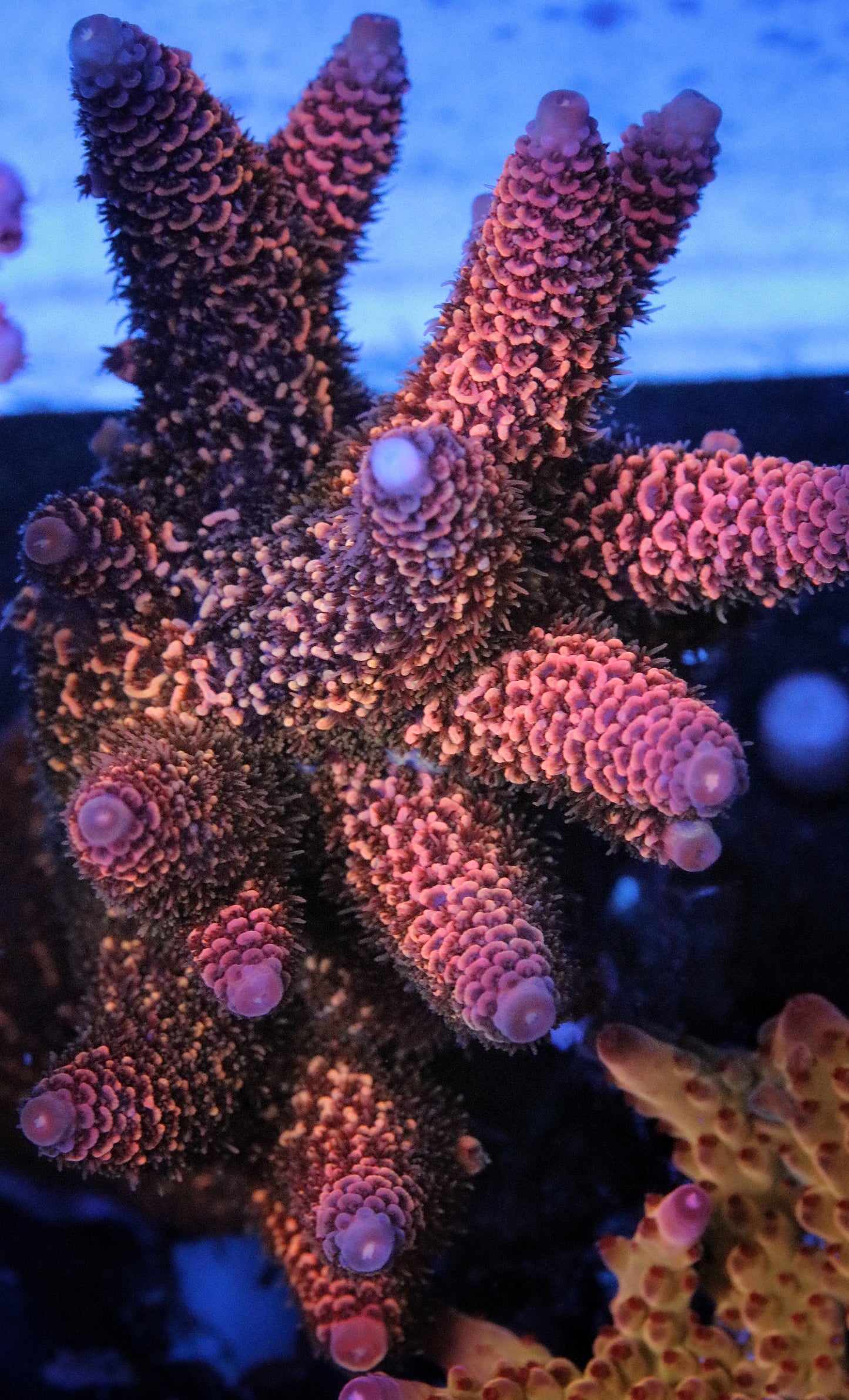 RMF Red Matrix Spathulata
